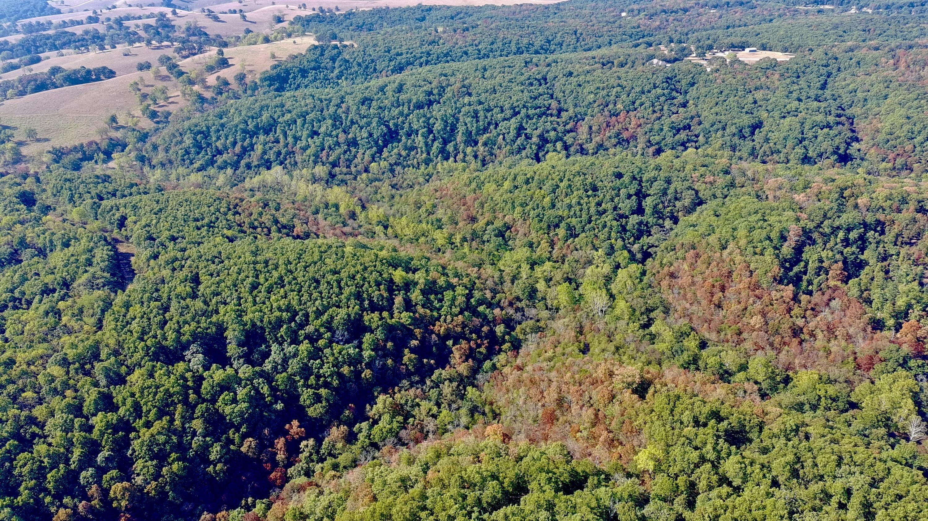 Photo 15 - Land for sale – 0000  Farm Road 1245   Aurora, MO