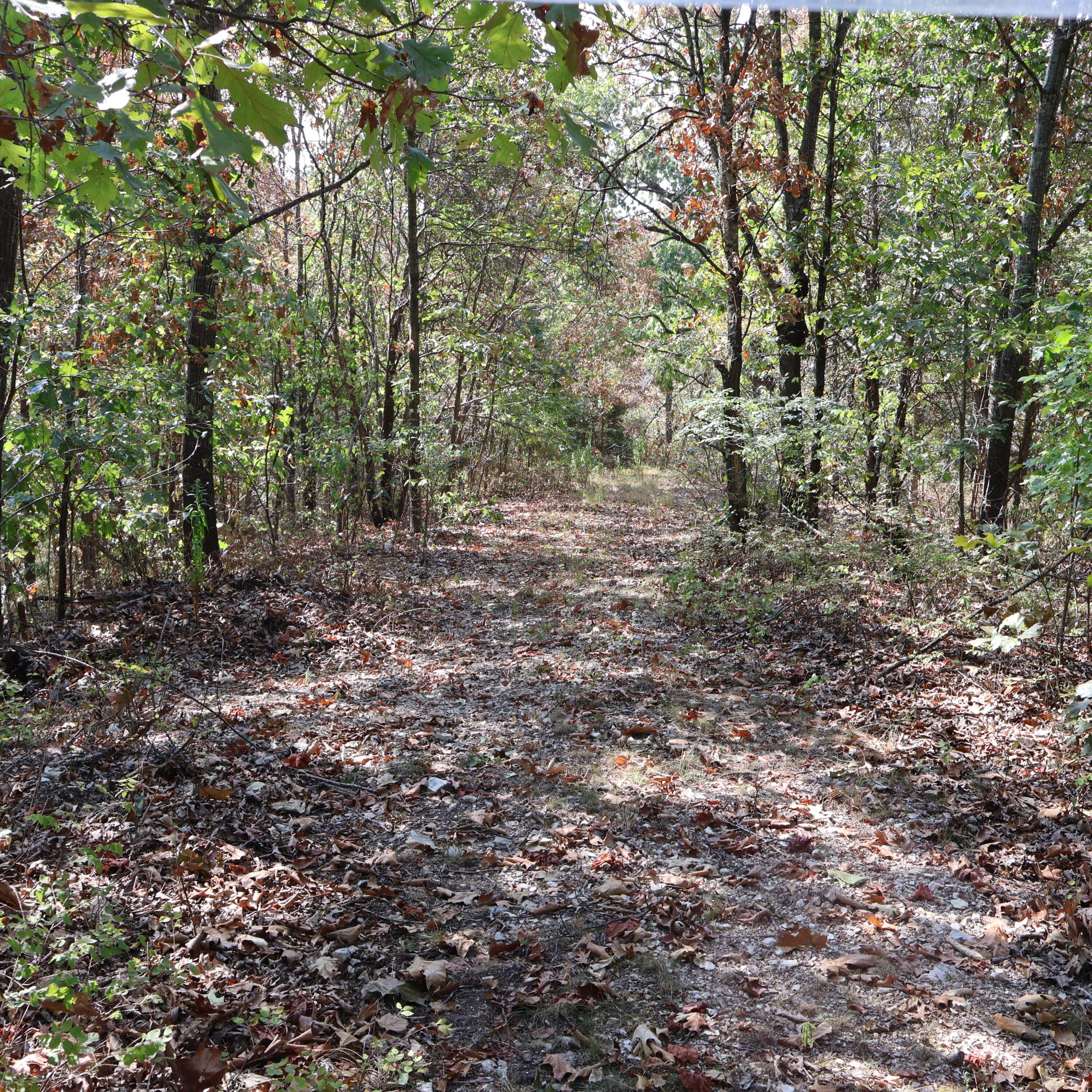 Photo 24 - Land for sale – 0000  Farm Road 1245   Aurora, MO