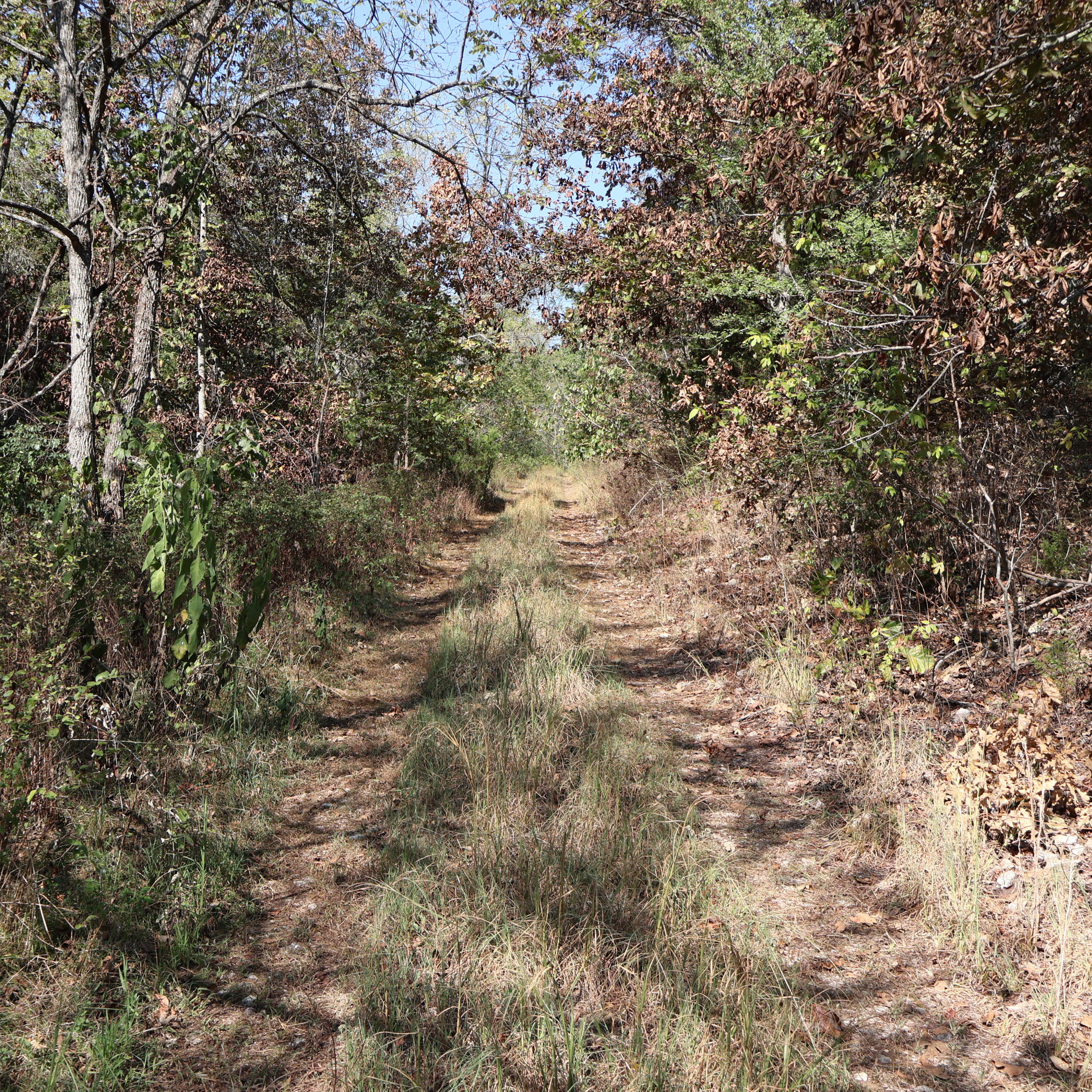 Photo 16 - Land for sale – 0000  Farm Road 1245   Aurora, MO