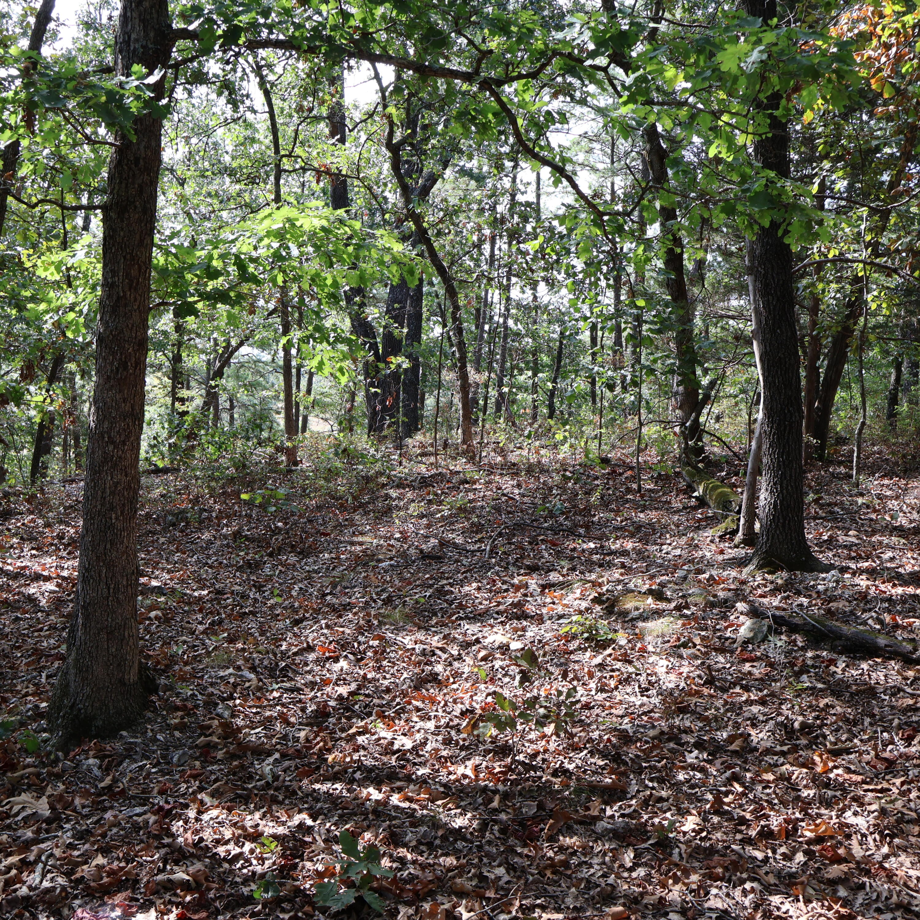 Photo 25 - Land for sale – 0000  Farm Road 1245   Aurora, MO