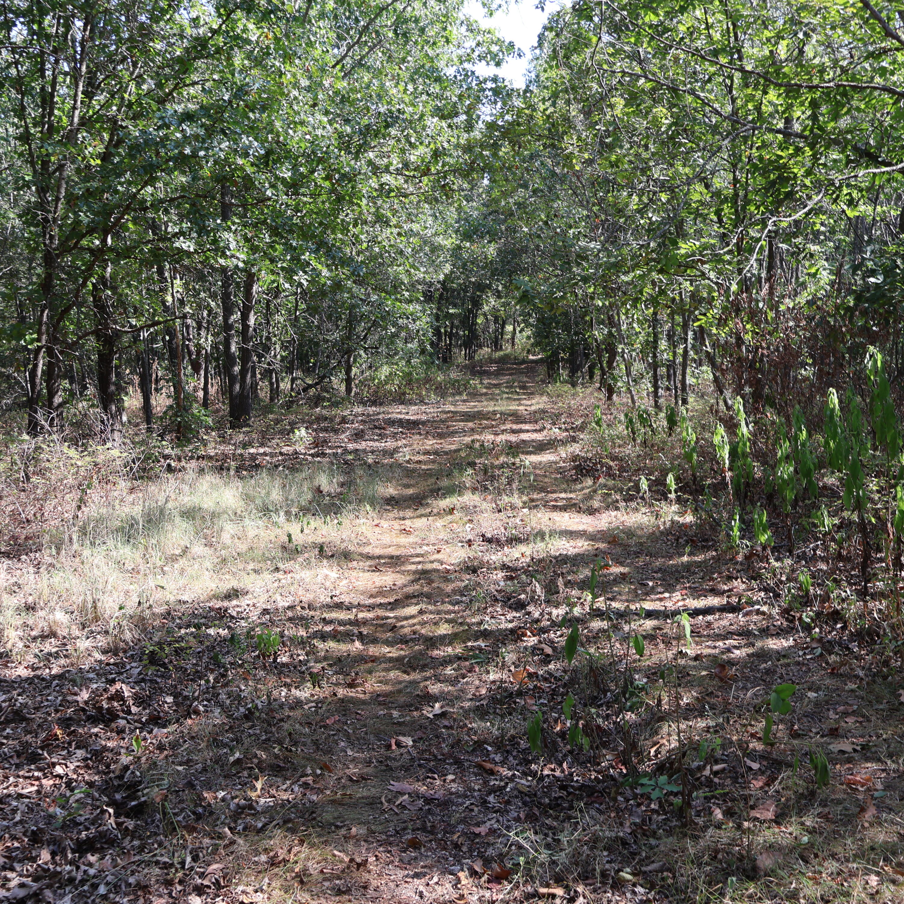 Photo 18 - Land for sale – 0000  Farm Road 1245   Aurora, MO