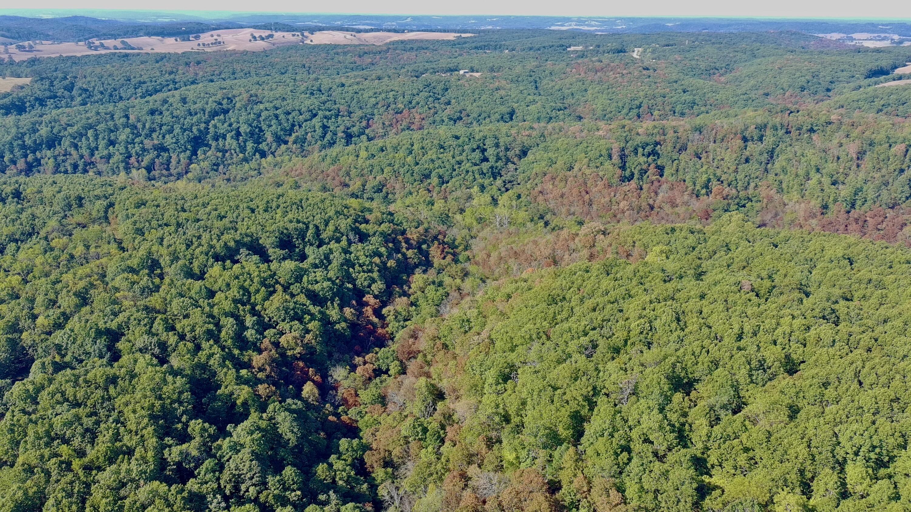 Photo 11 - Land for sale – 0000  Farm Road 1245   Aurora, MO