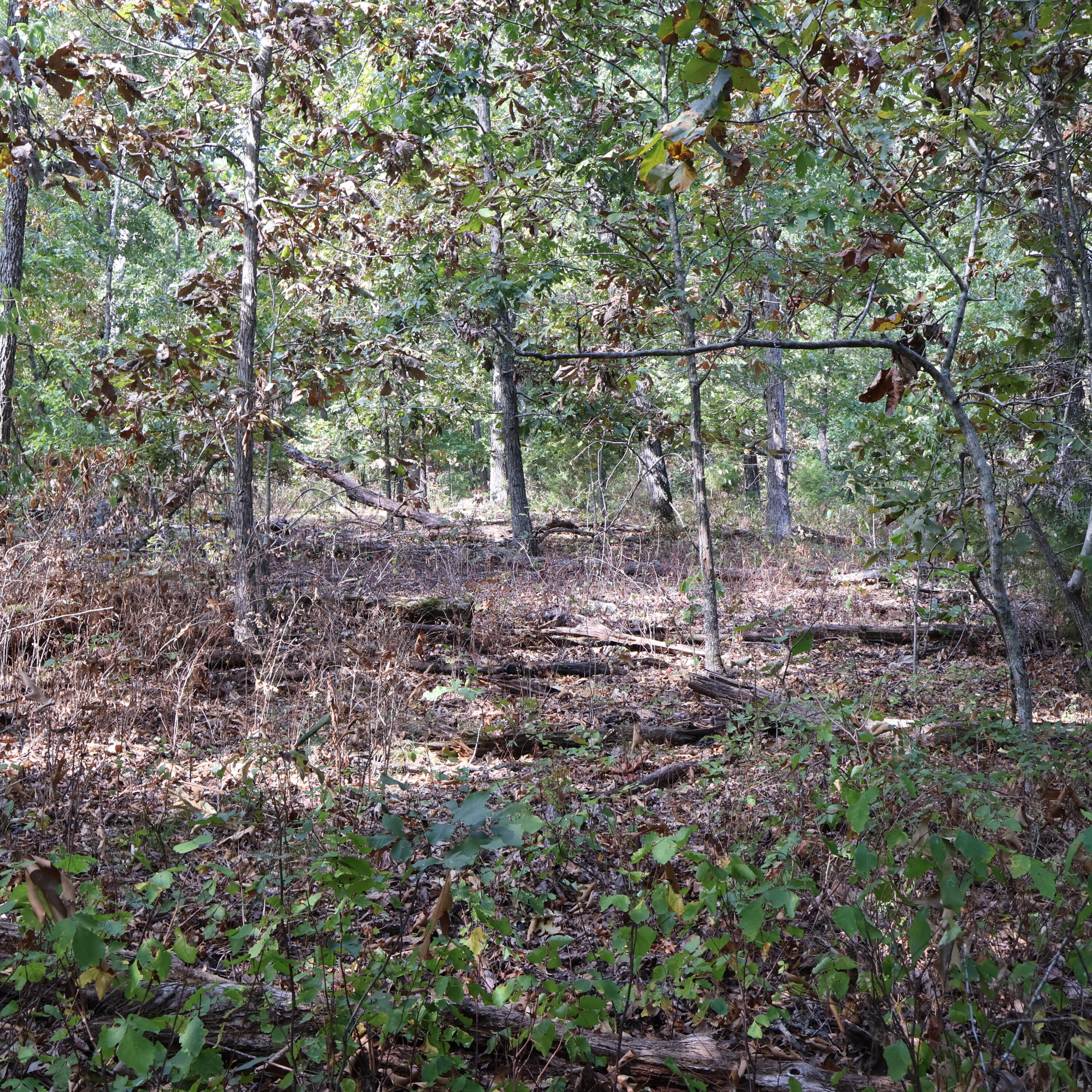 Photo 26 - Land for sale – 0000  Farm Road 1245   Aurora, MO