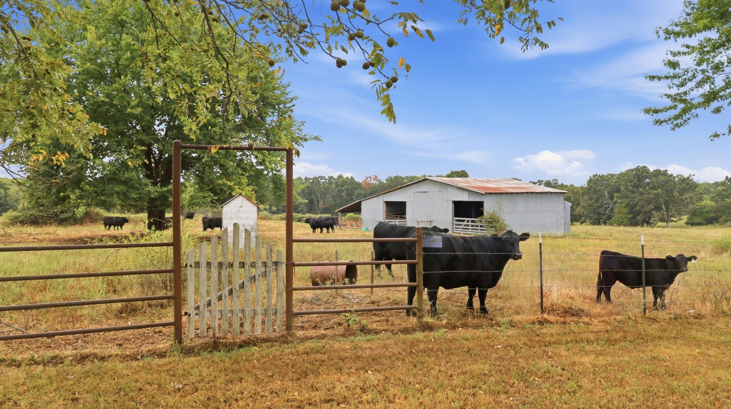Photo 46 - Farm for sale – 17108  Highway B   Houston, MO