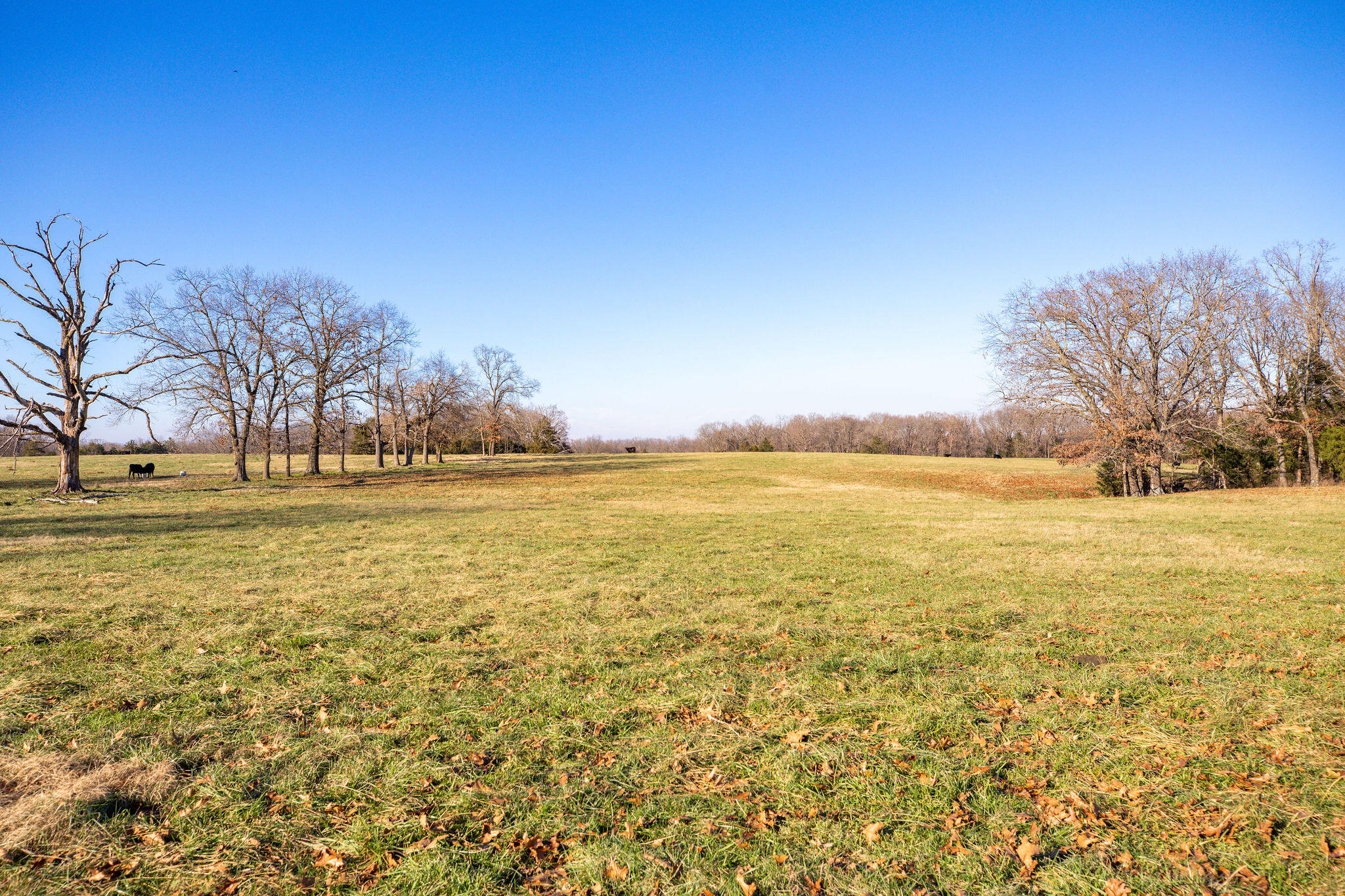 Photo 9 - Farm for sale – Tbd  111 Acres County Road 433   Oak Grove, AR