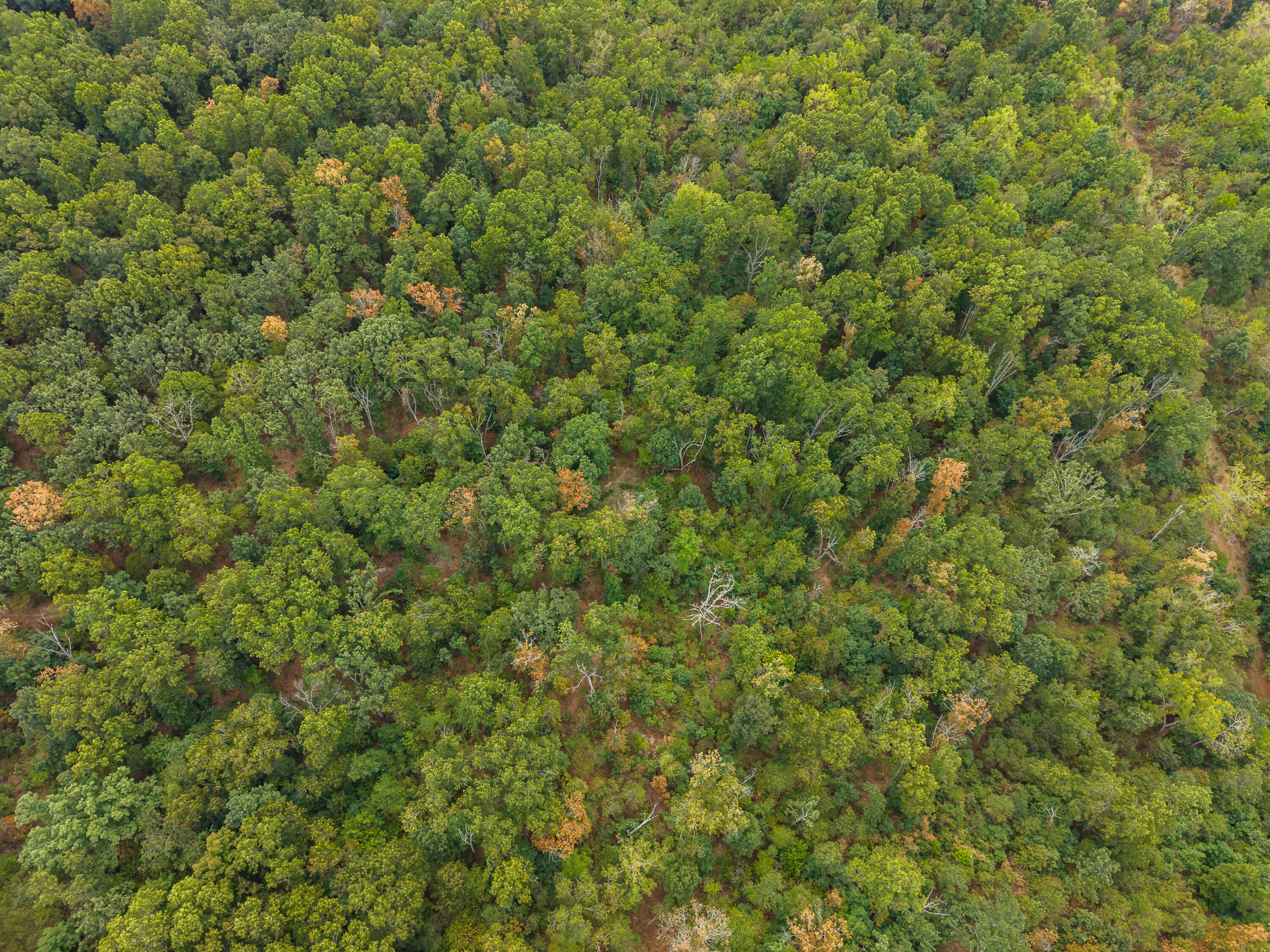 Photo 8 - Land for sale – 000  Highway 5   Hartville, MO