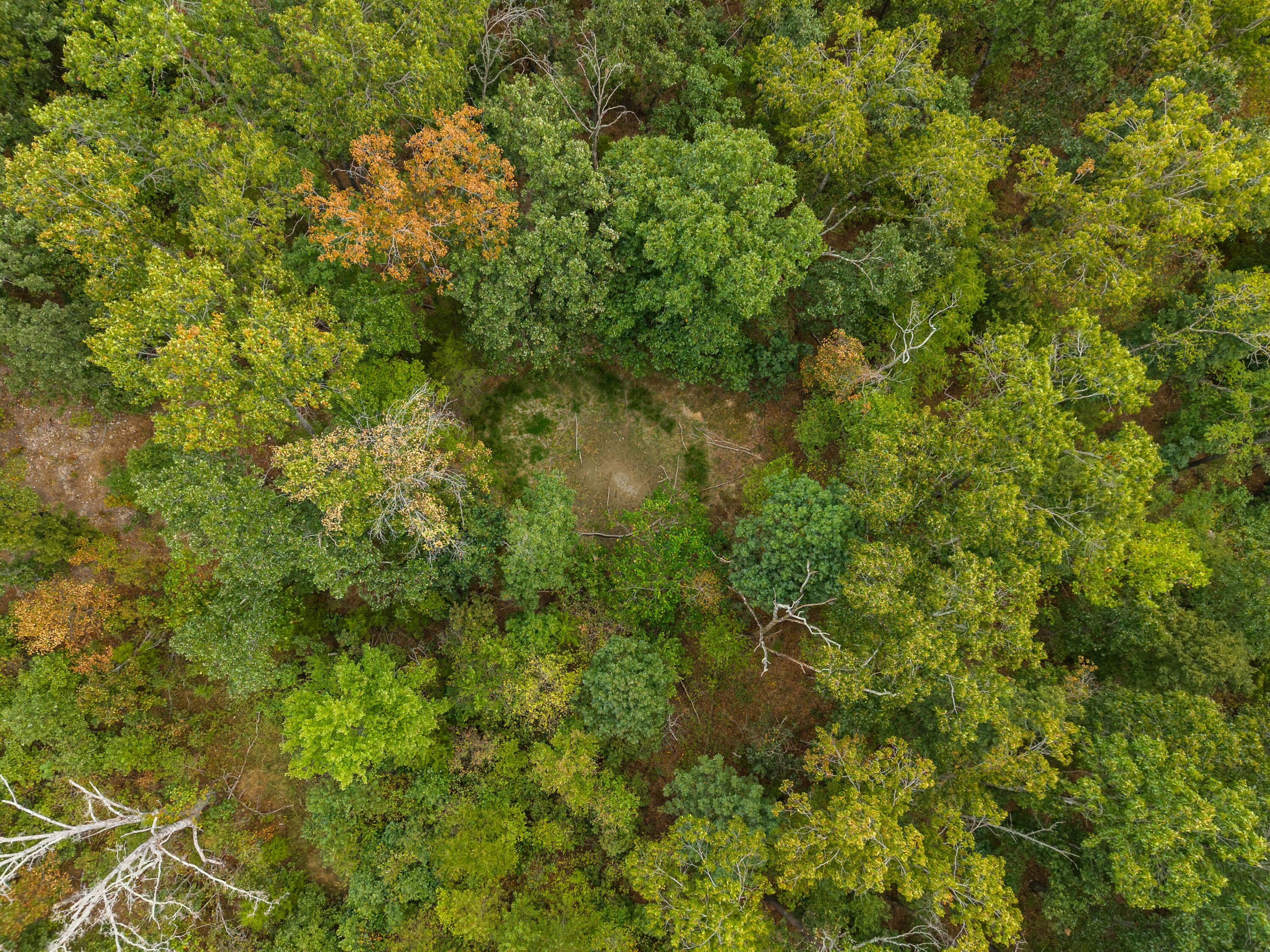 Photo 9 - Land for sale – 000  Highway 5   Hartville, MO