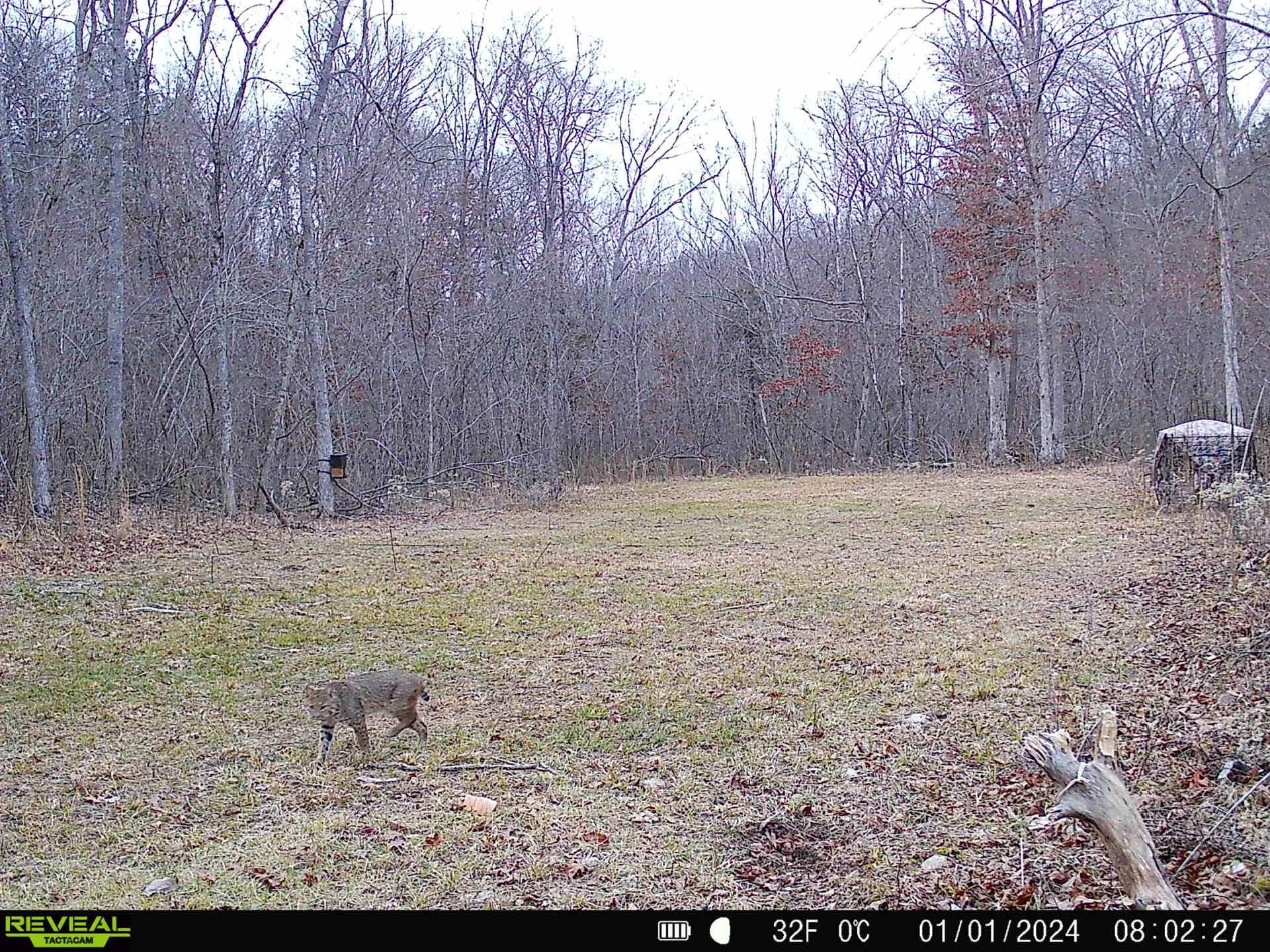 Photo 32 - Land for sale – 000  County Road 309   Eminence, MO