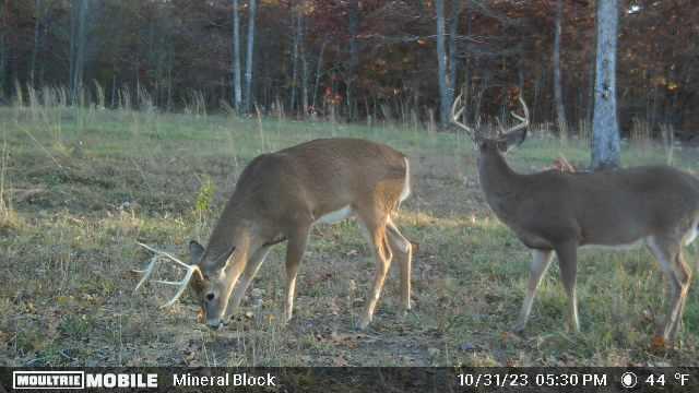 Photo 28 - Land for sale – 000  County Road 309   Eminence, MO