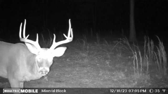 Photo 29 - Land for sale – 000  County Road 309   Eminence, MO