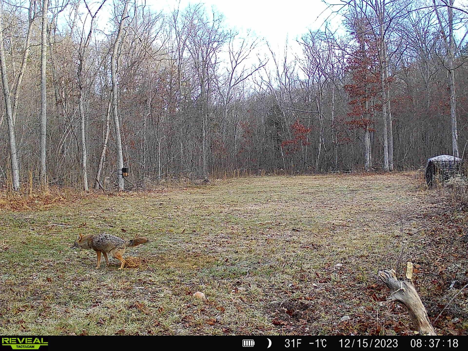 Photo 33 - Land for sale – 000  County Road 309   Eminence, MO