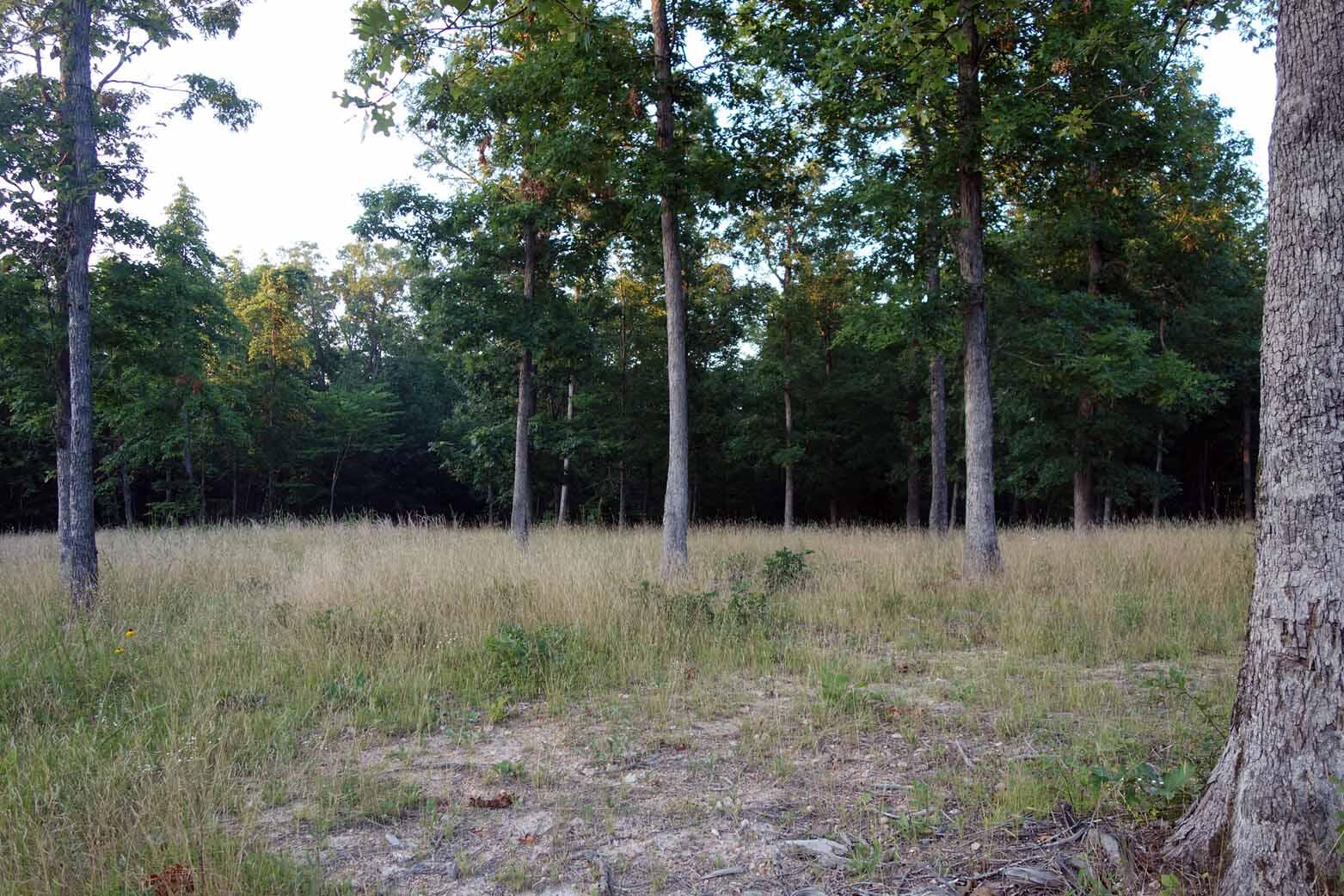 Photo 16 - Land for sale – 000  County Road 309   Eminence, MO