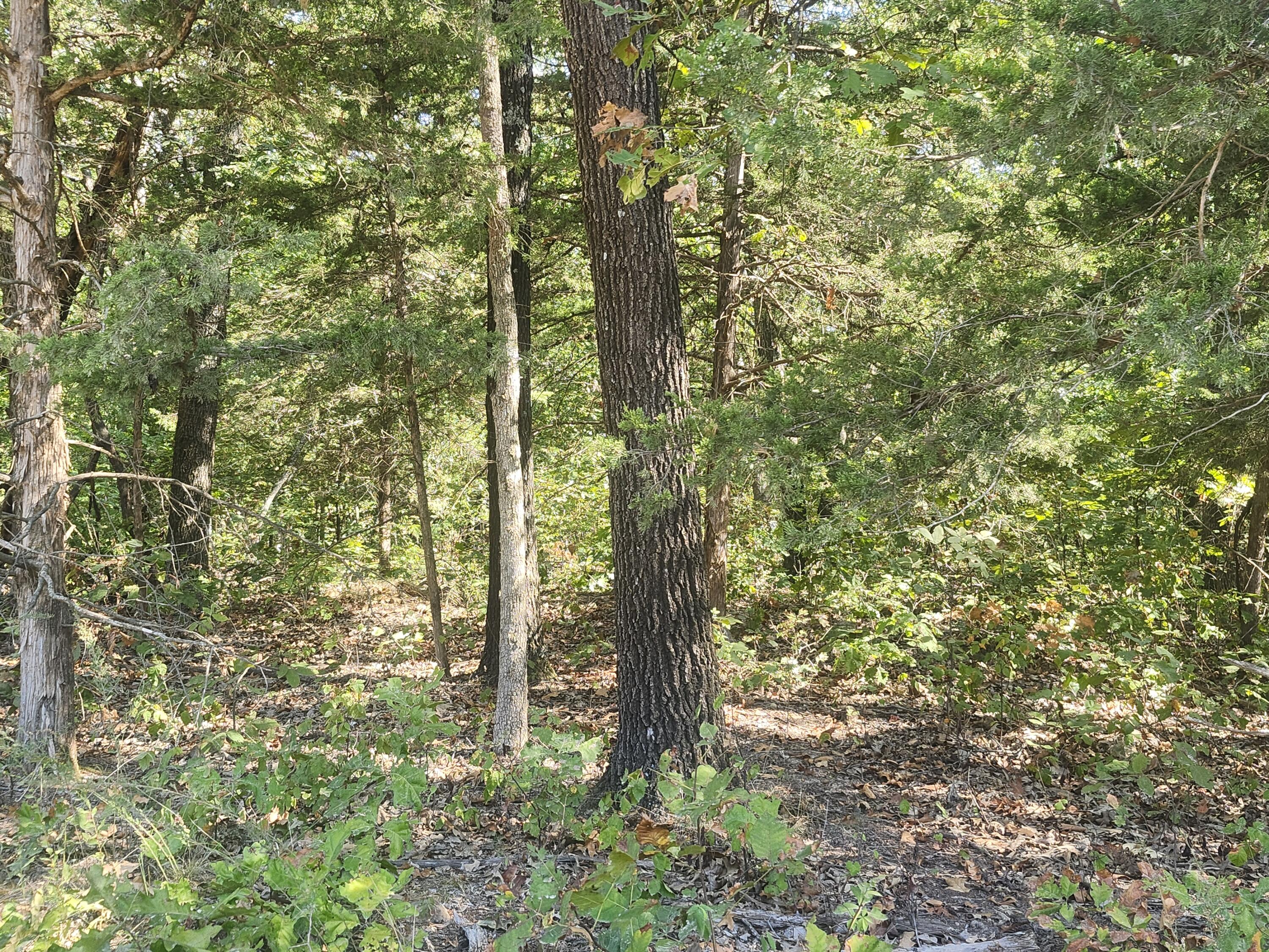 Photo 5 - Land for sale – 13239  County Road 290   Flemington, MO