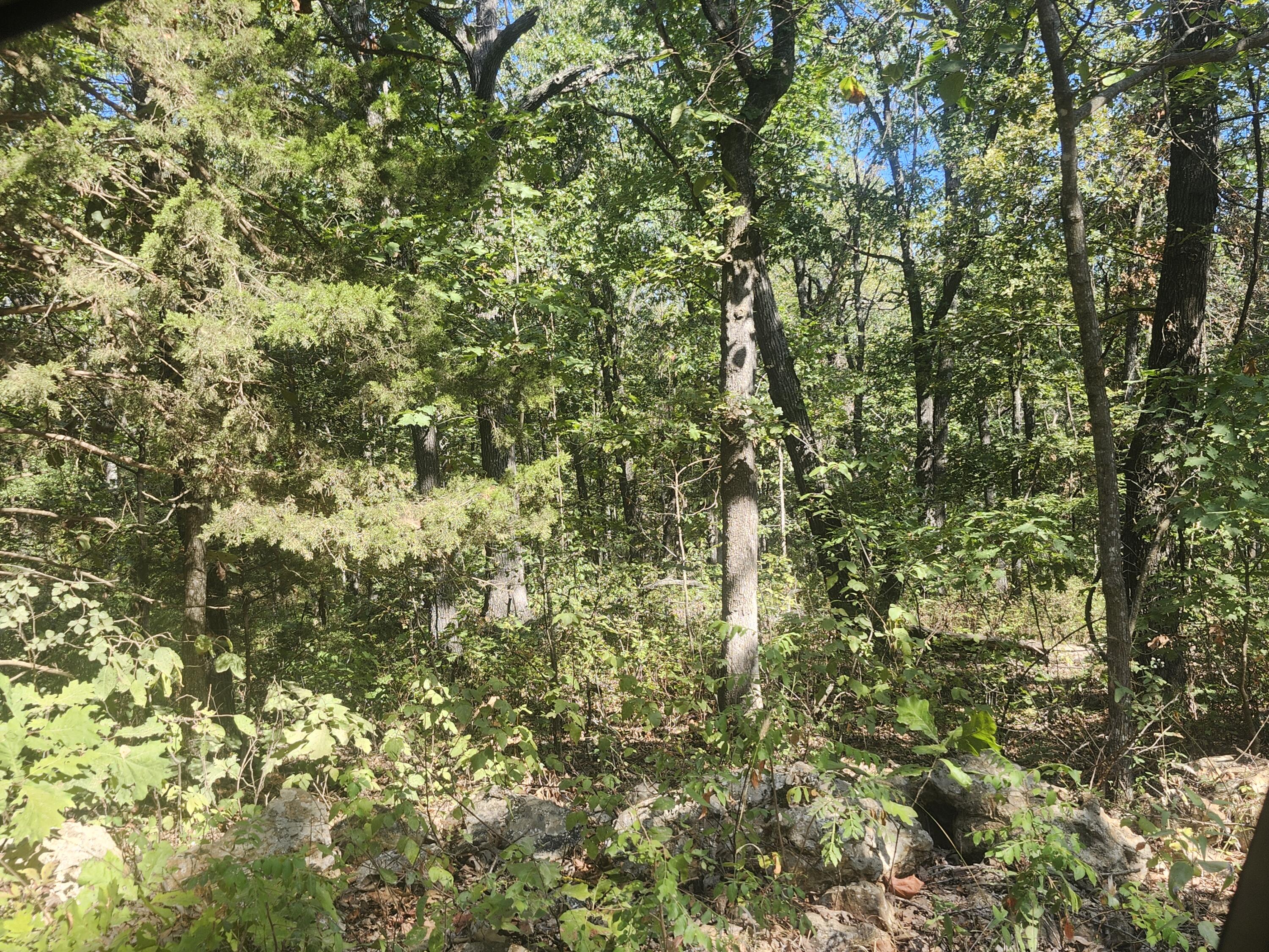 Photo 16 - Land for sale – 13239  County Road 290   Flemington, MO