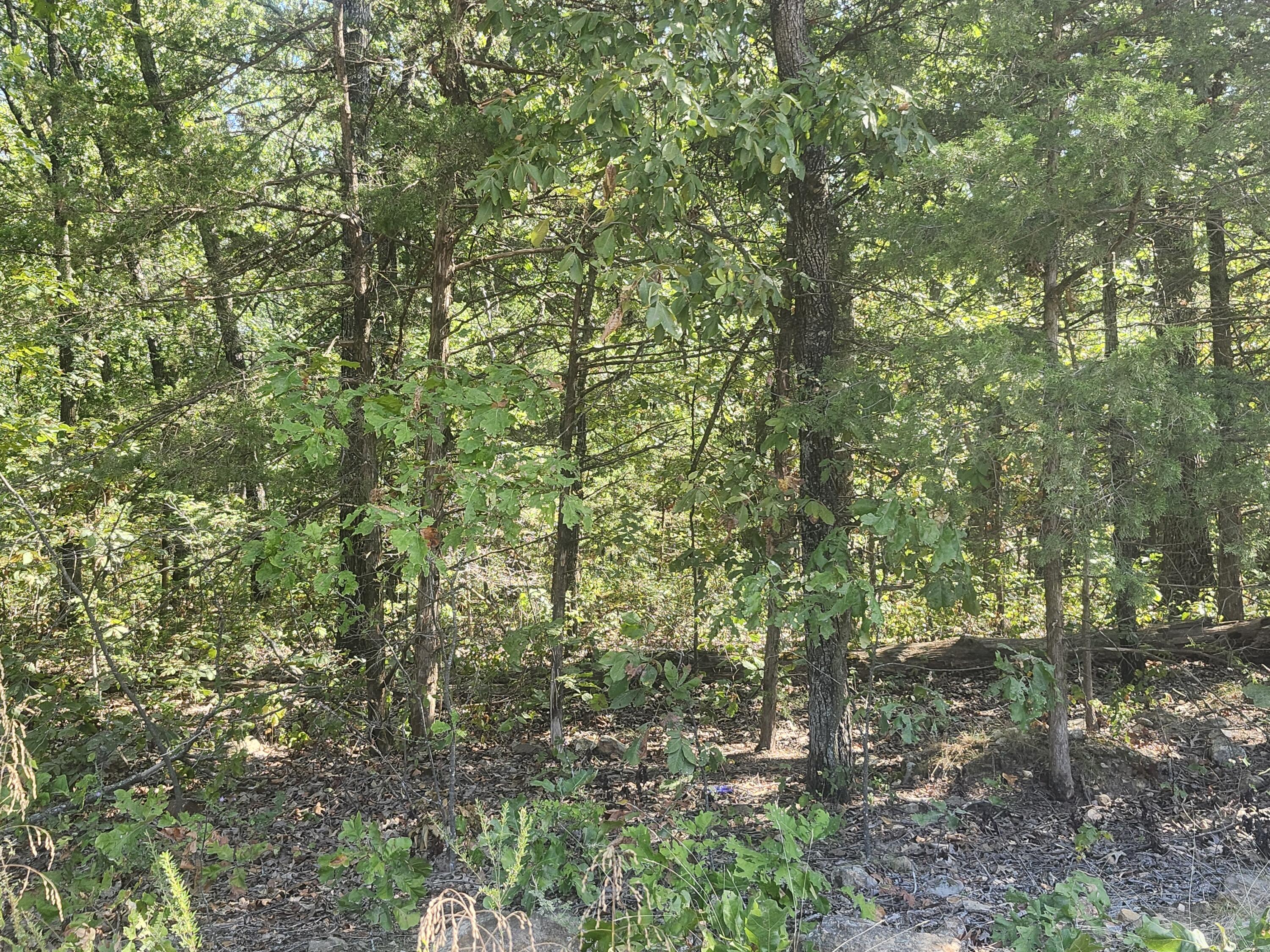 Photo 3 - Land for sale – 13239  County Road 290   Flemington, MO
