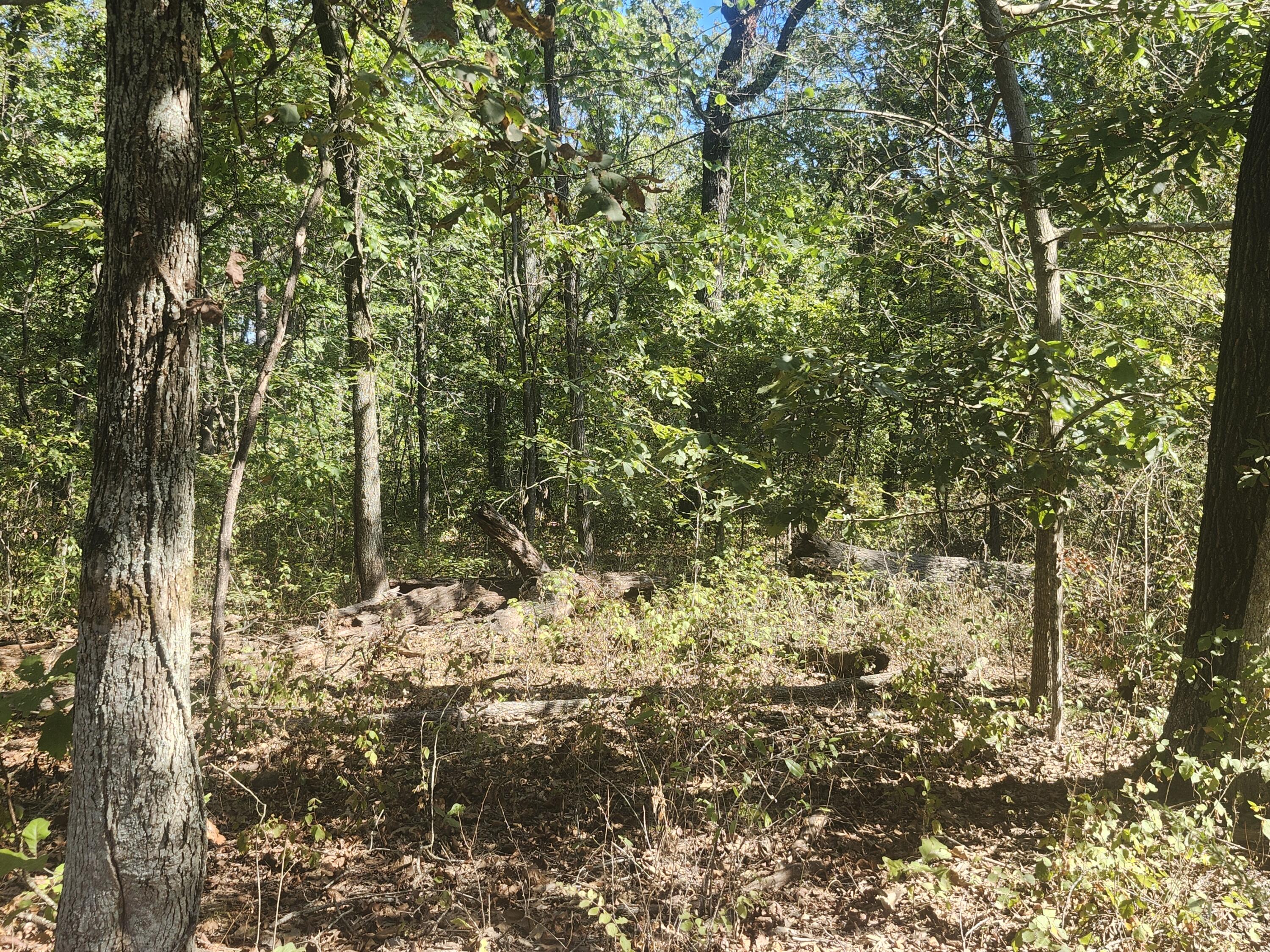 Photo 14 - Land for sale – 13239  County Road 290   Flemington, MO