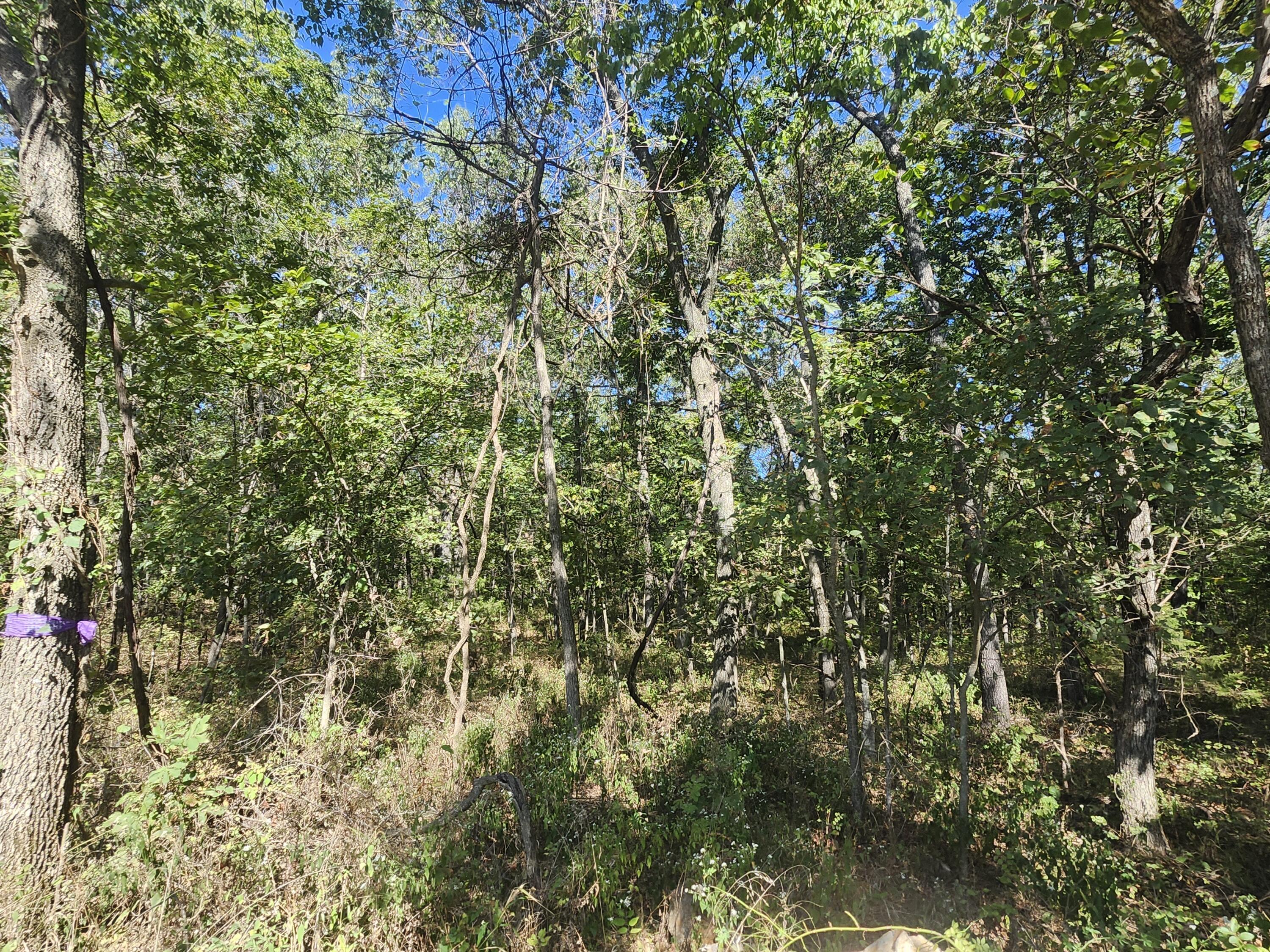 Photo 12 - Land for sale – 13239  County Road 290   Flemington, MO