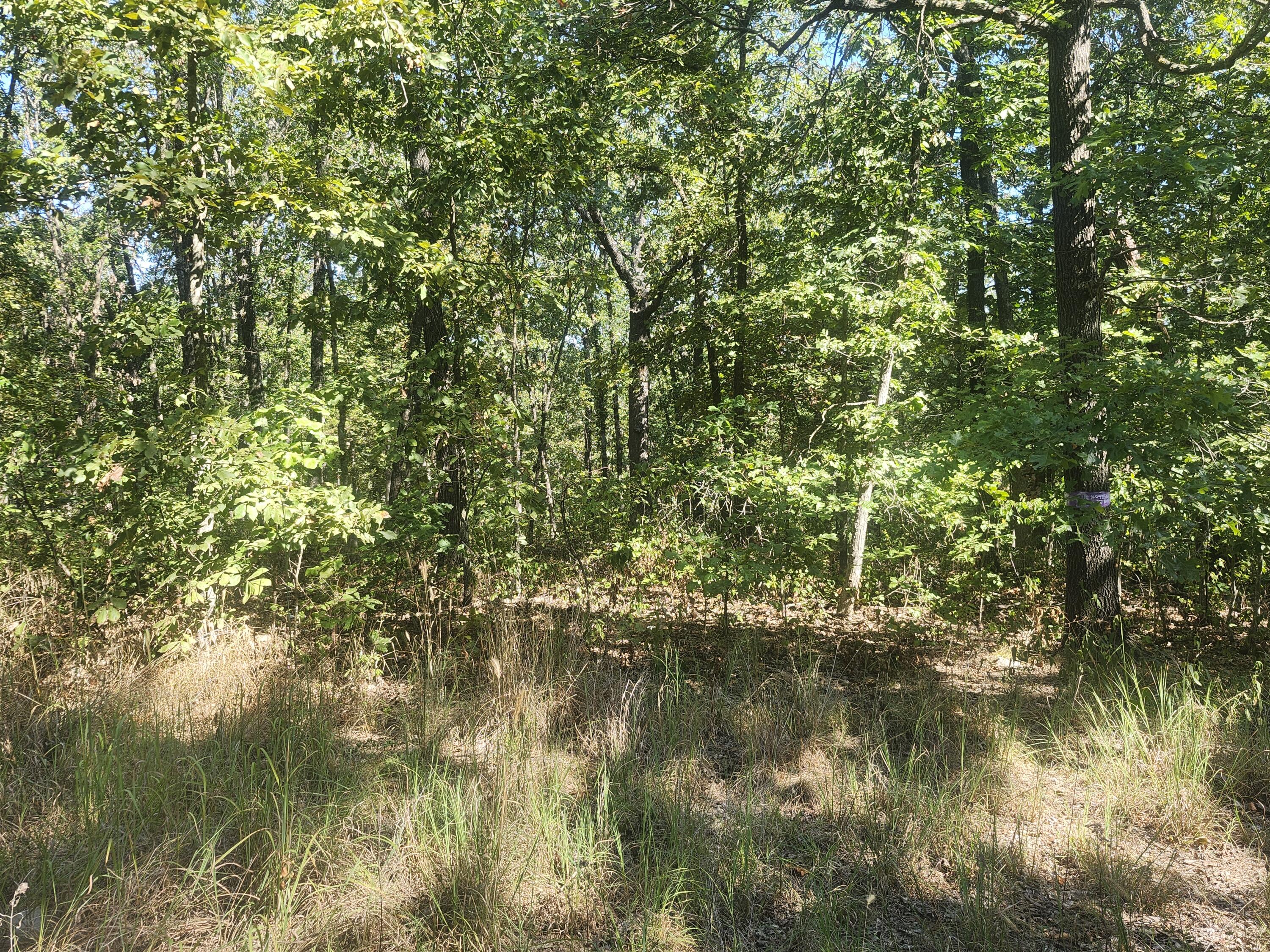 Photo 8 - Land for sale – 13239  County Road 290   Flemington, MO