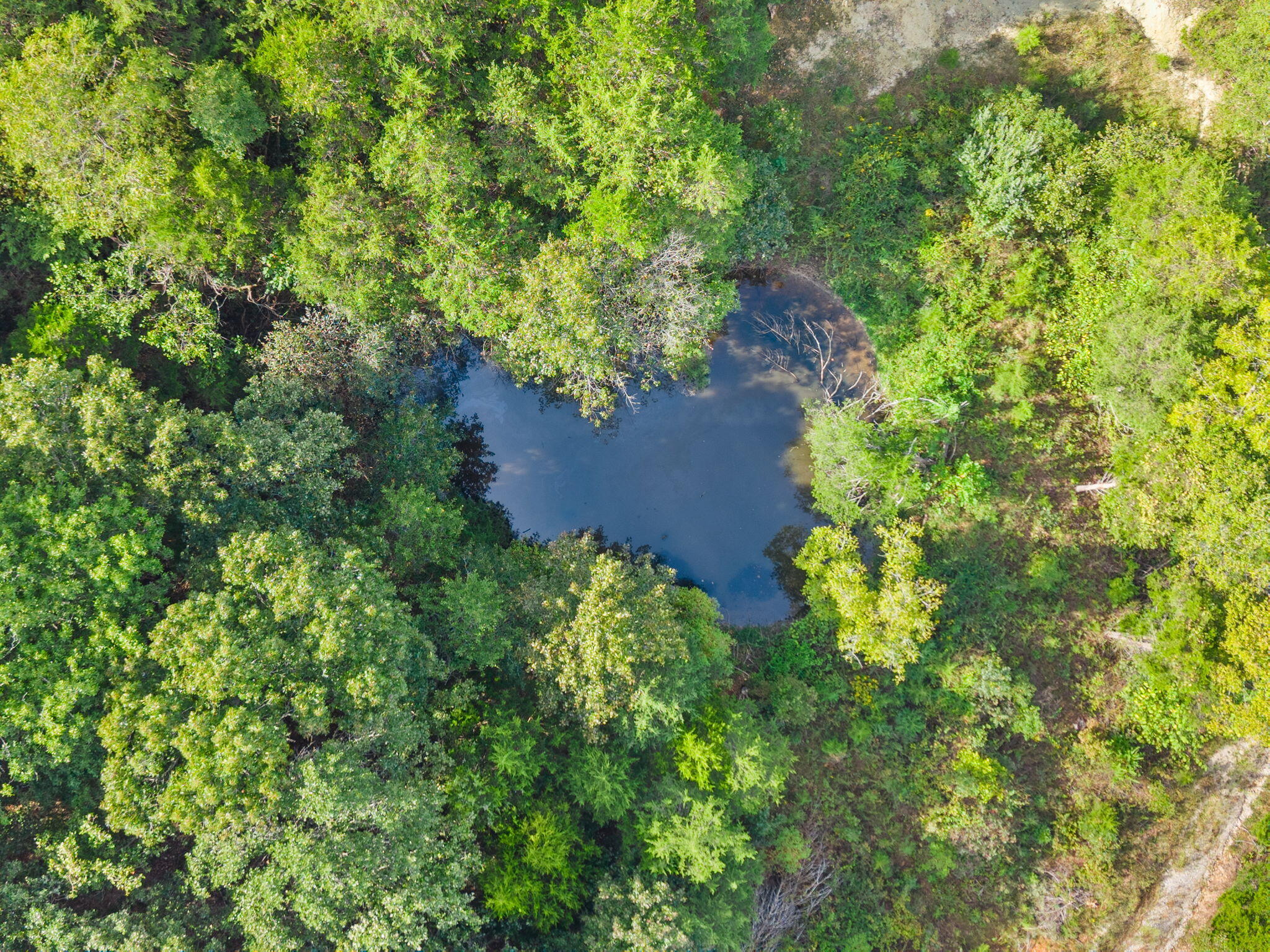 Photo 4 - Land for sale – 000  Bobcat   Rogersville, MO