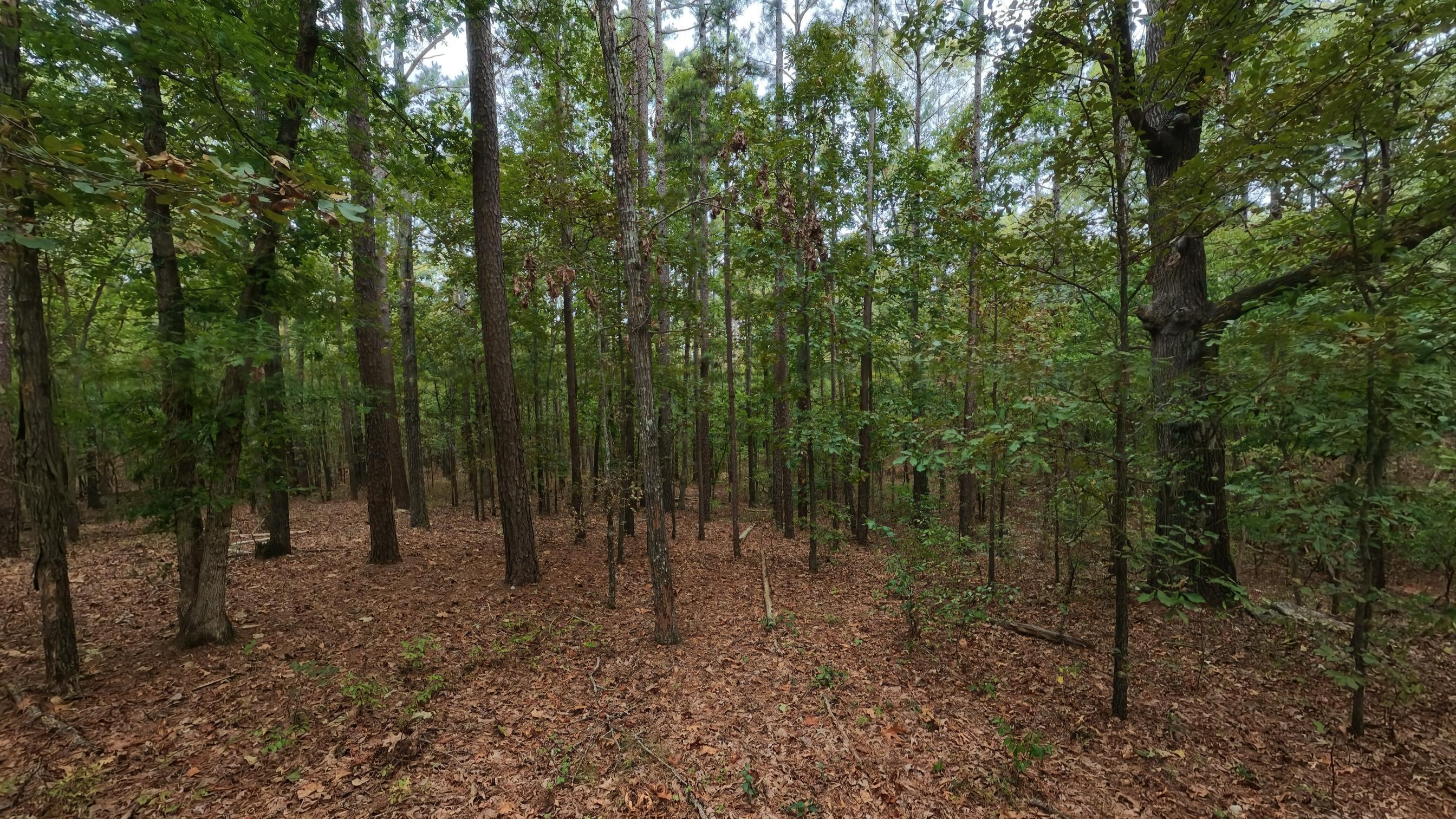 Photo 19 - Land for sale – 000  State Highway 14   West Plains, MO