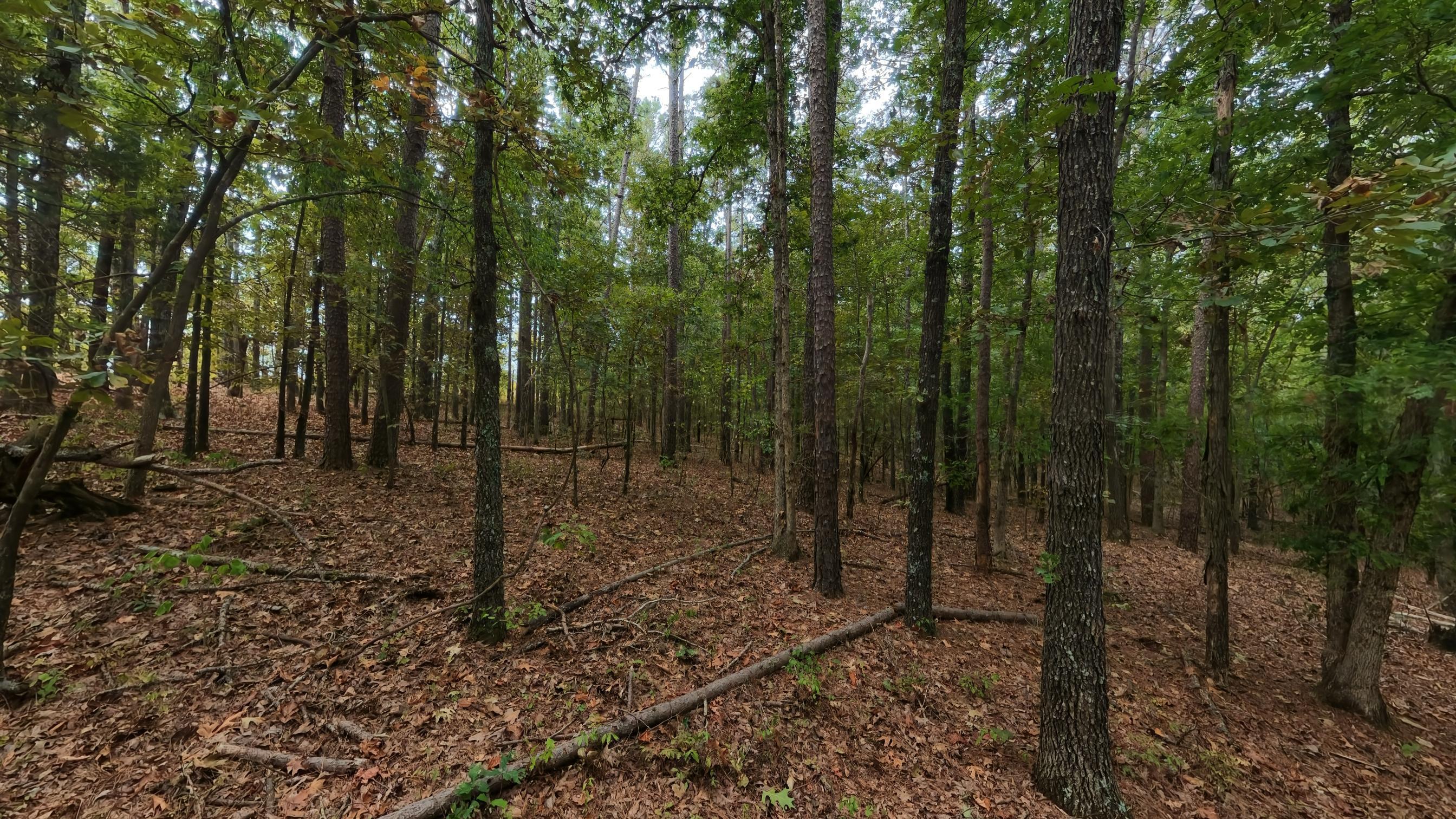 Photo 20 - Land for sale – 000  State Highway 14   West Plains, MO