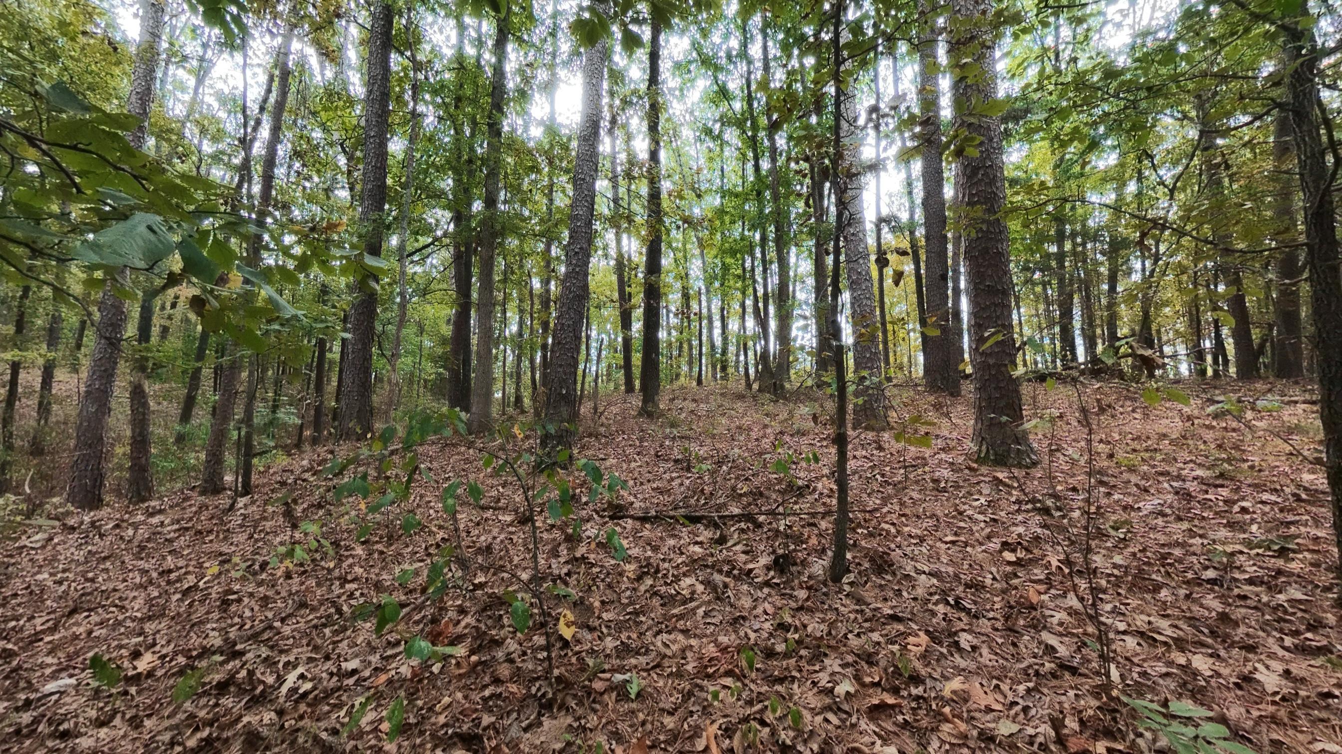 Photo 24 - Land for sale – 000  State Highway 14   West Plains, MO