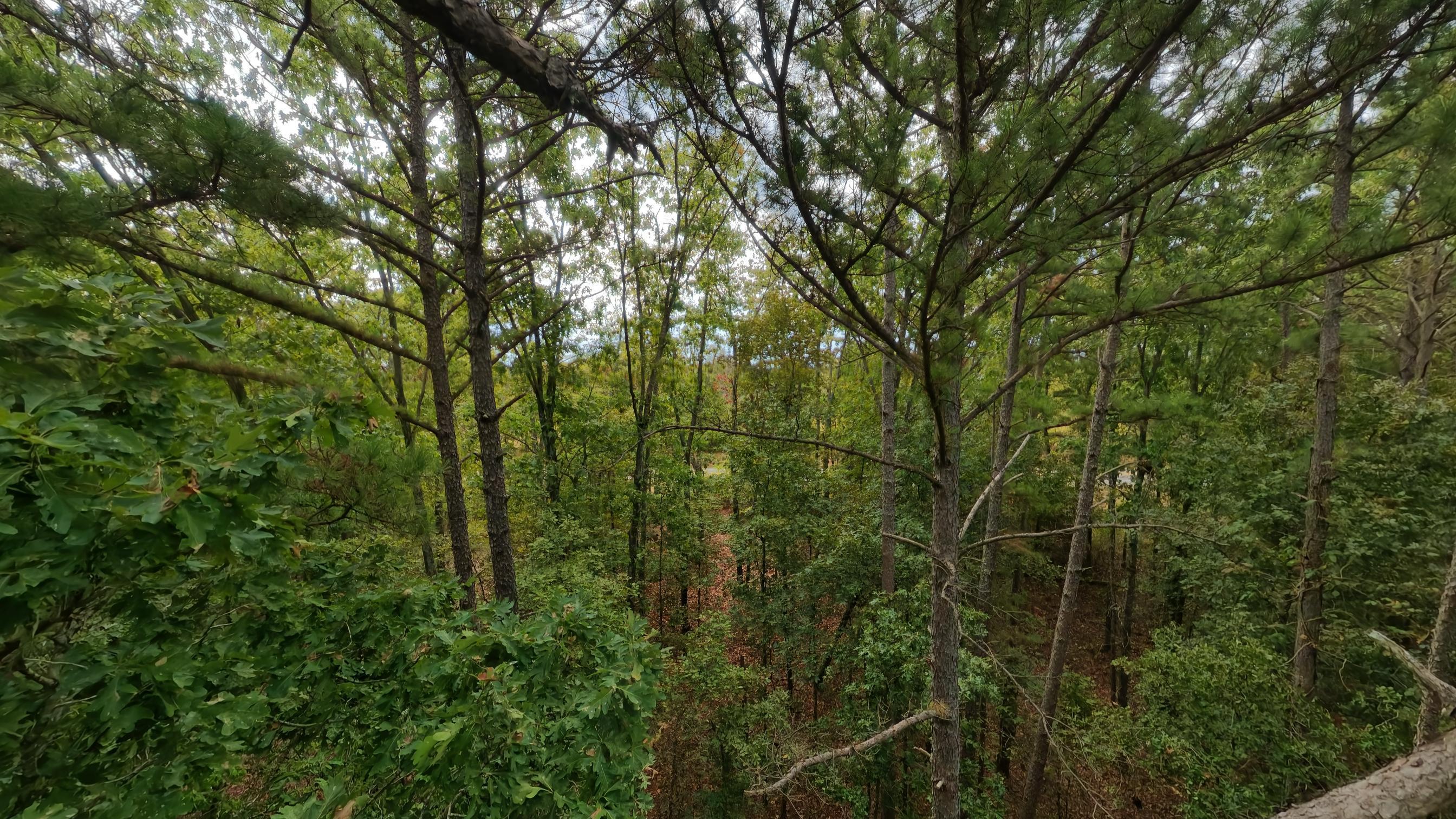 Photo 12 - Land for sale – 000  State Highway 14   West Plains, MO