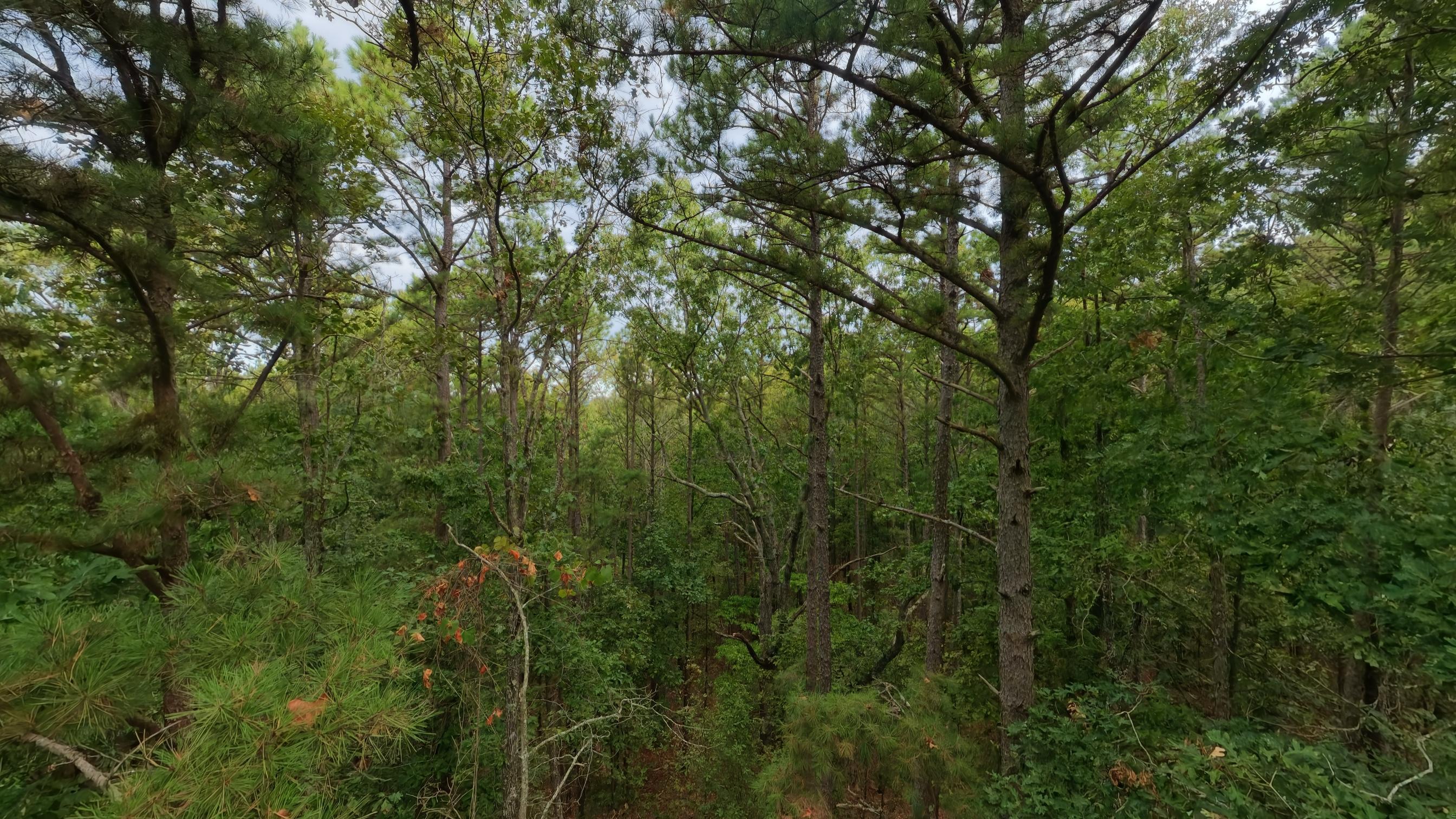 Photo 16 - Land for sale – 000  State Highway 14   West Plains, MO