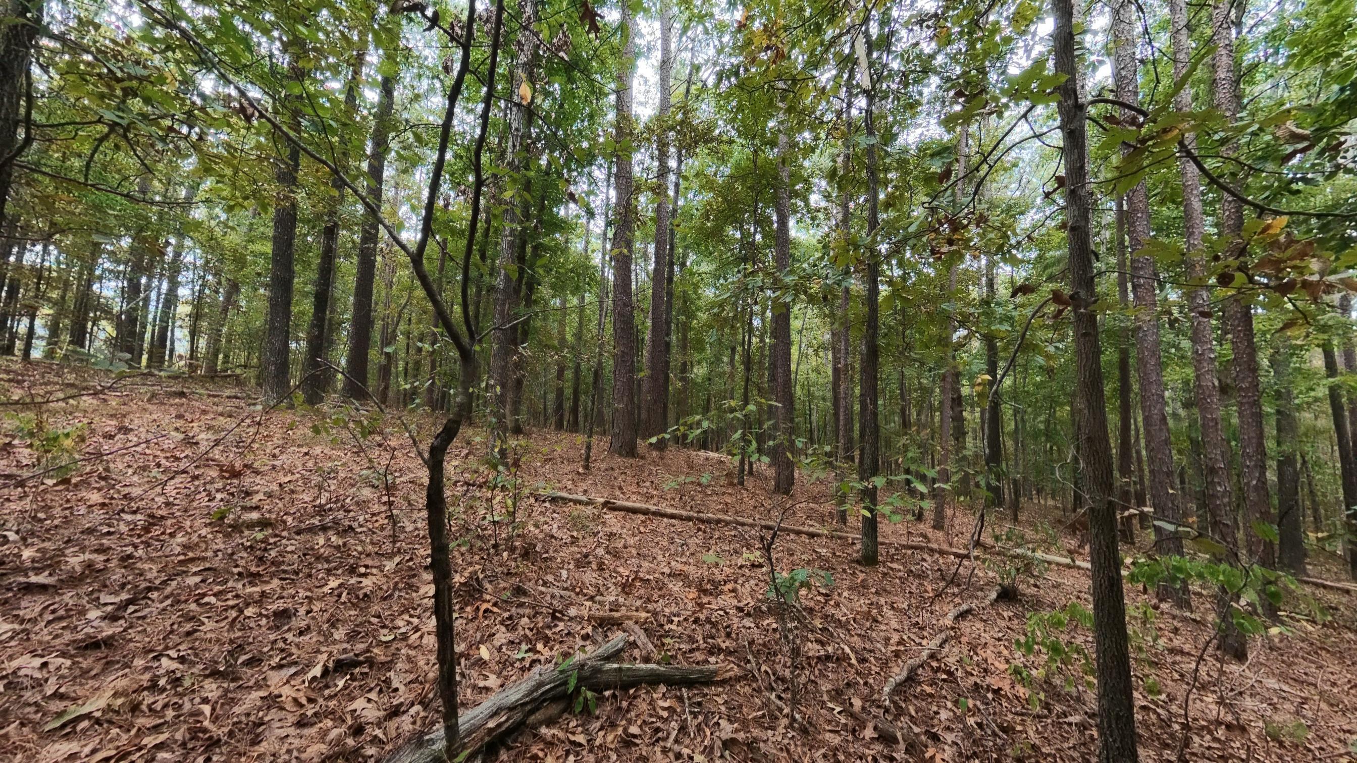 Photo 23 - Land for sale – 000  State Highway 14   West Plains, MO