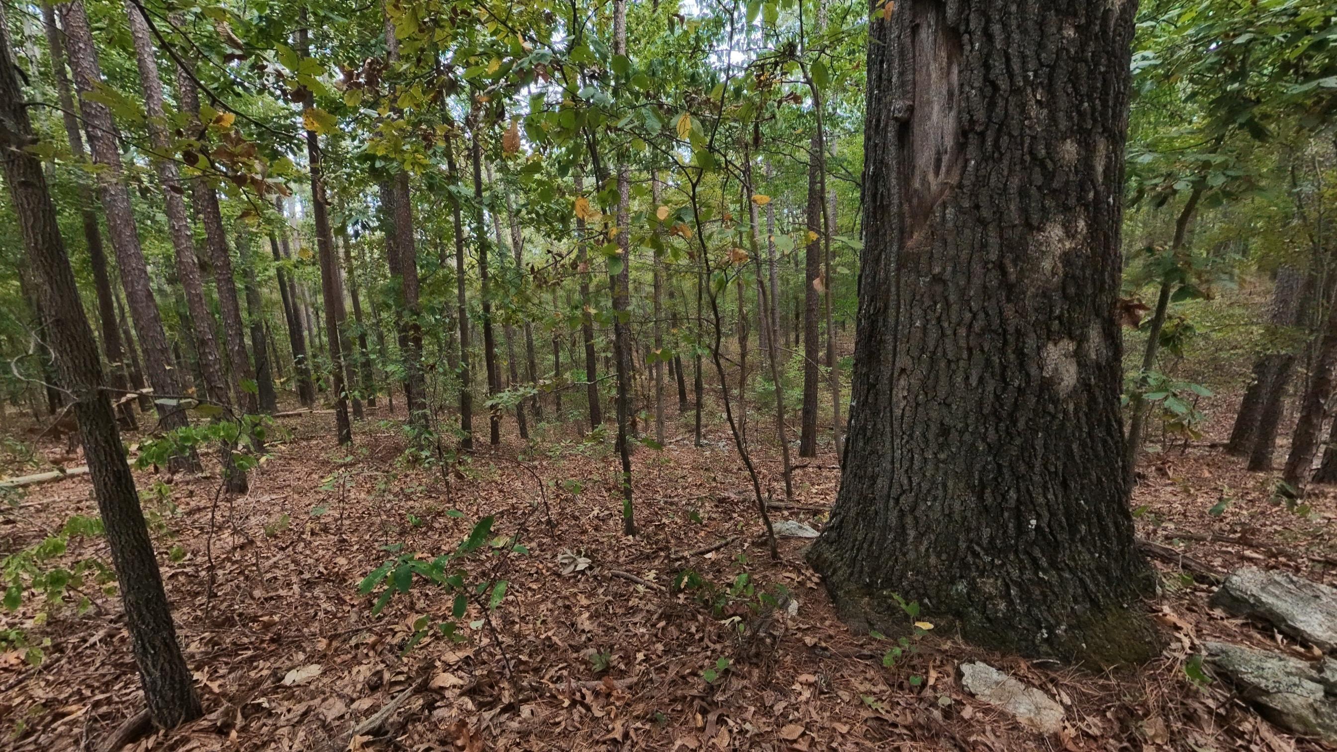 Photo 21 - Land for sale – 000  State Highway 14   West Plains, MO