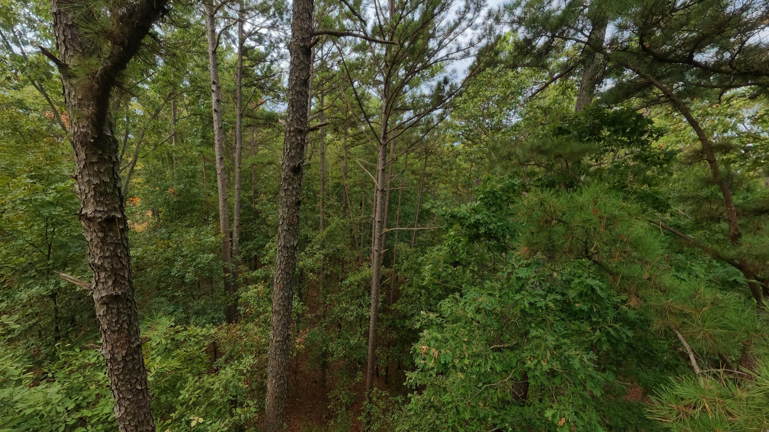Photo 18 - Land for sale – 000  State Highway 14   West Plains, MO