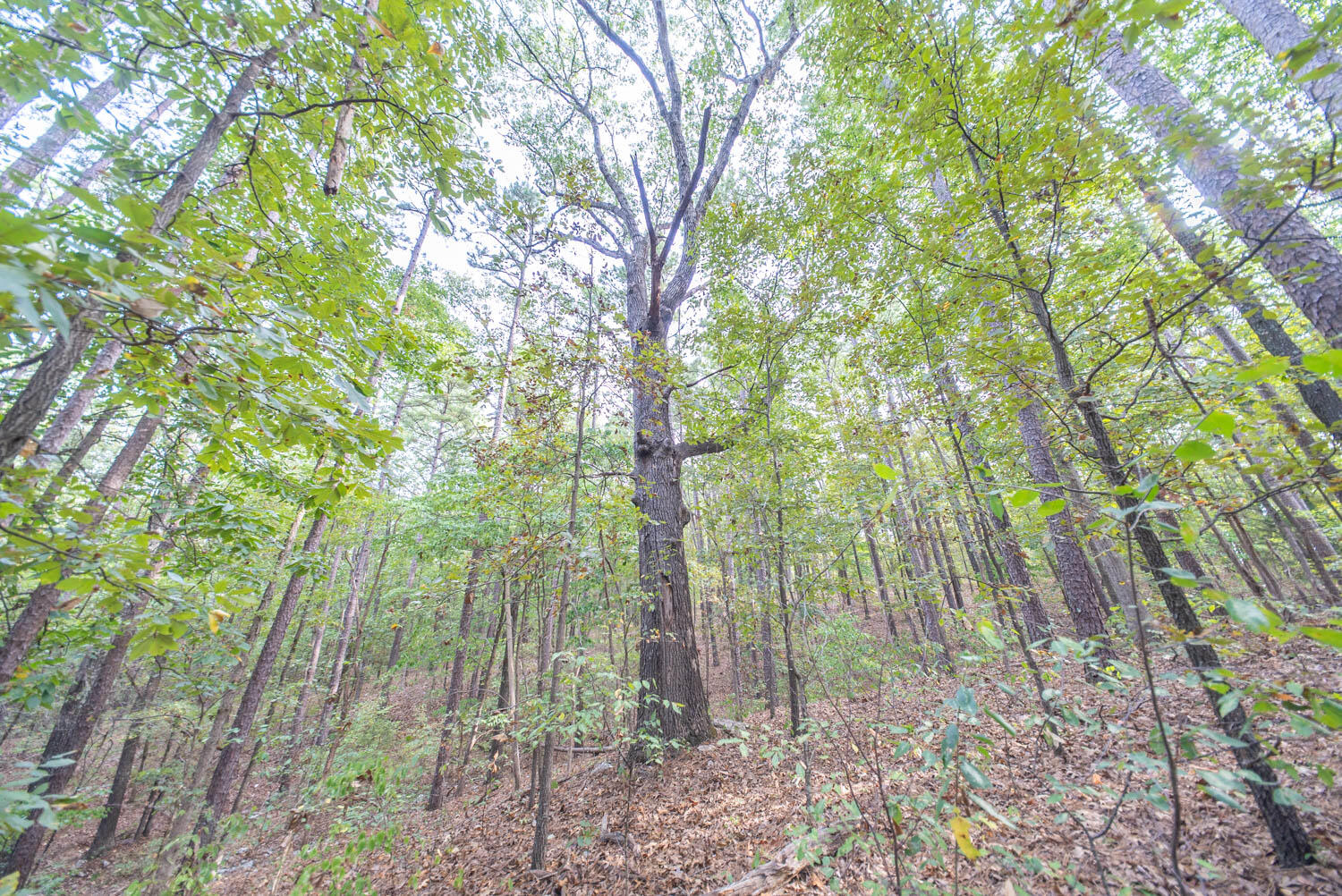 Photo 4 - Land for sale – 000  State Highway 14   West Plains, MO