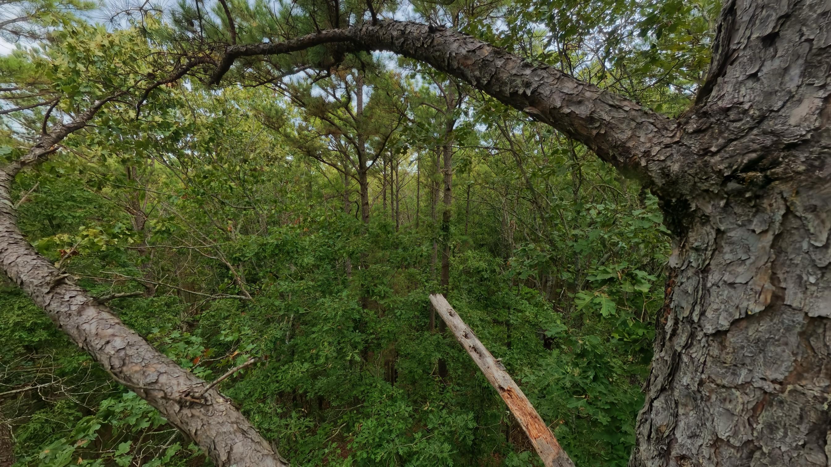 Photo 13 - Land for sale – 000  State Highway 14   West Plains, MO