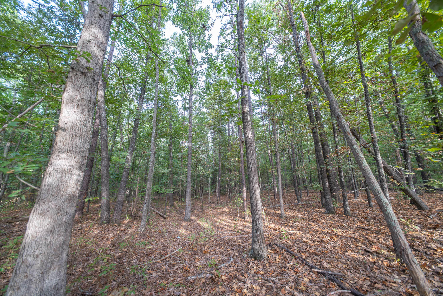 Photo 6 - Land for sale – 000  State Highway 14   West Plains, MO