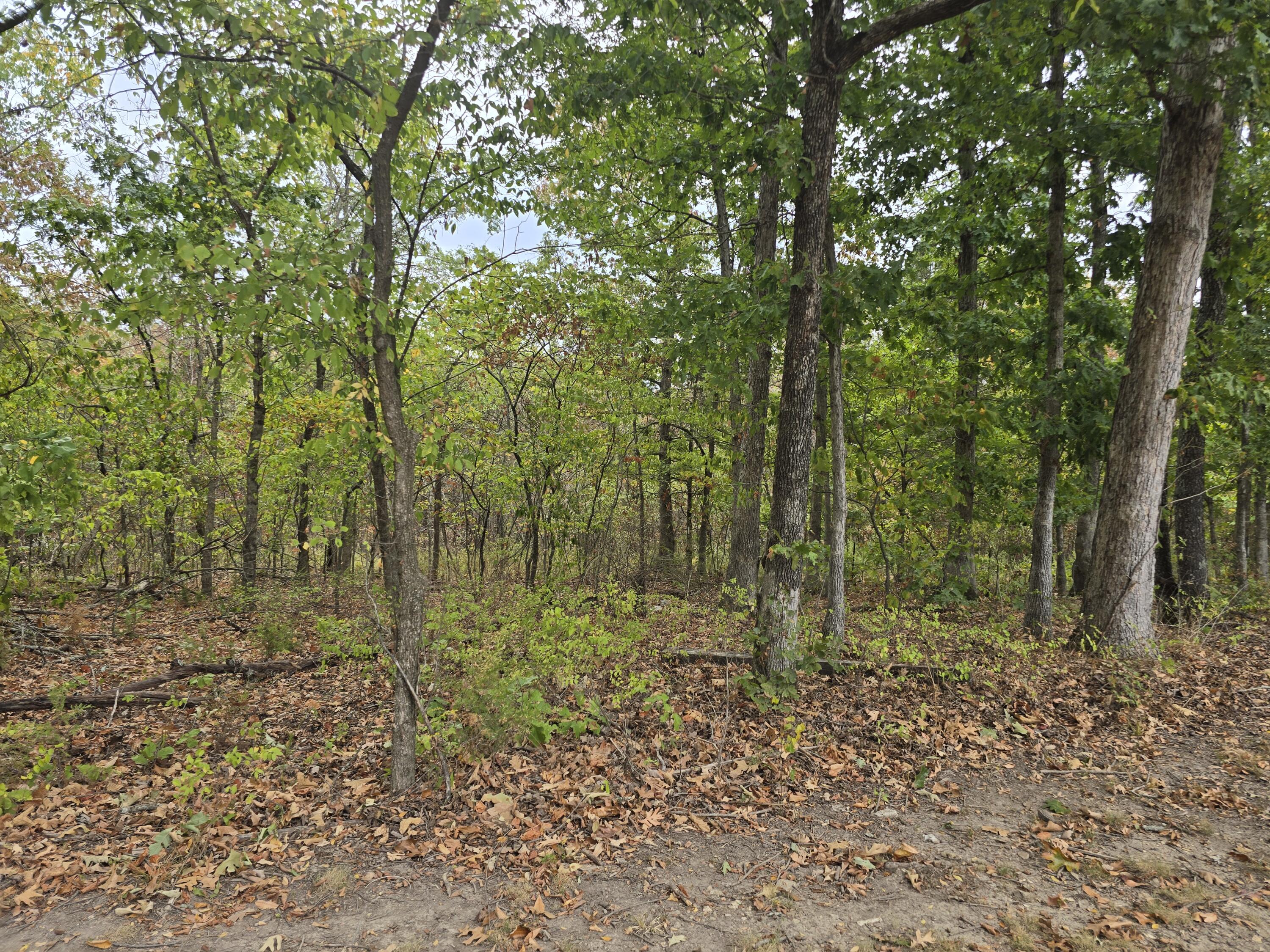 Photo 40 - Residential for sale – 687  County Road 917   Theodosia, MO
