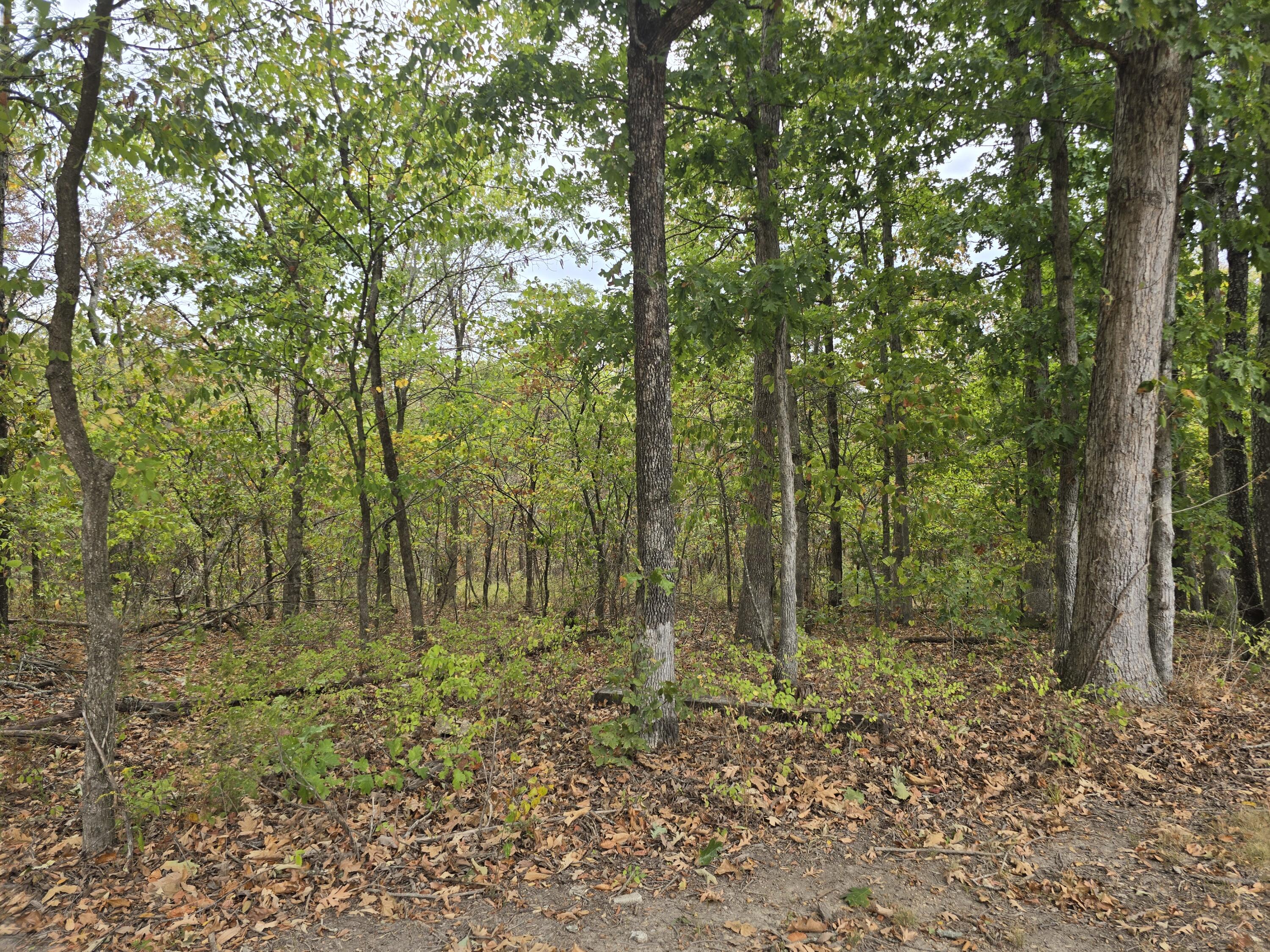 Photo 39 - Residential for sale – 687  County Road 917   Theodosia, MO