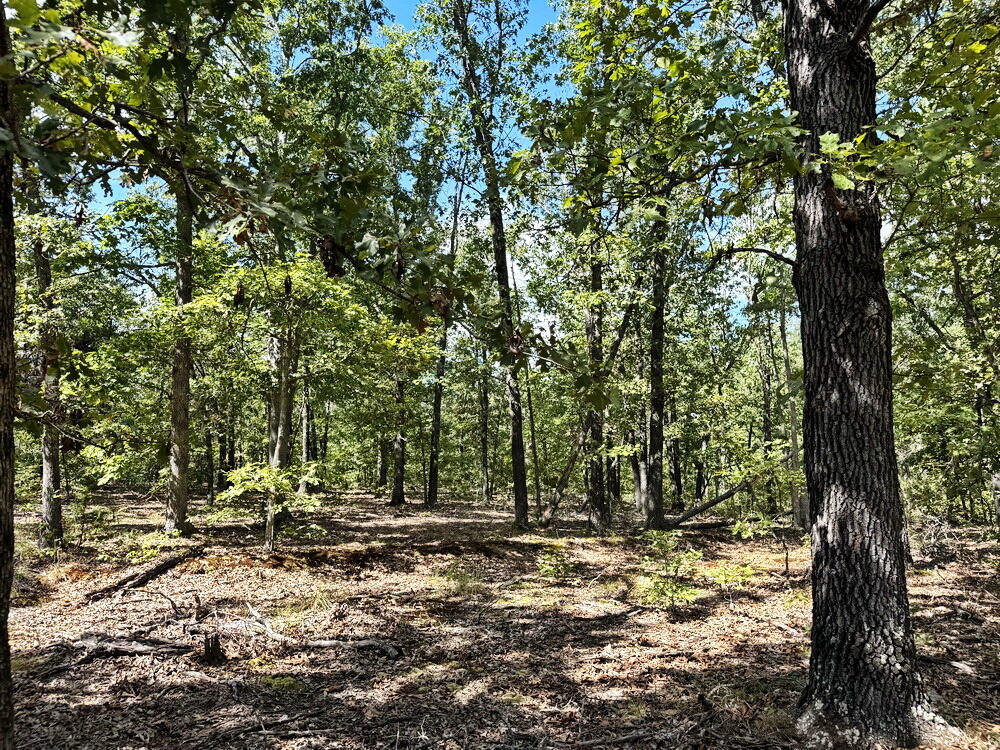 Photo 19 - Land for sale – 000 SE 1200 Road  Collins, MO