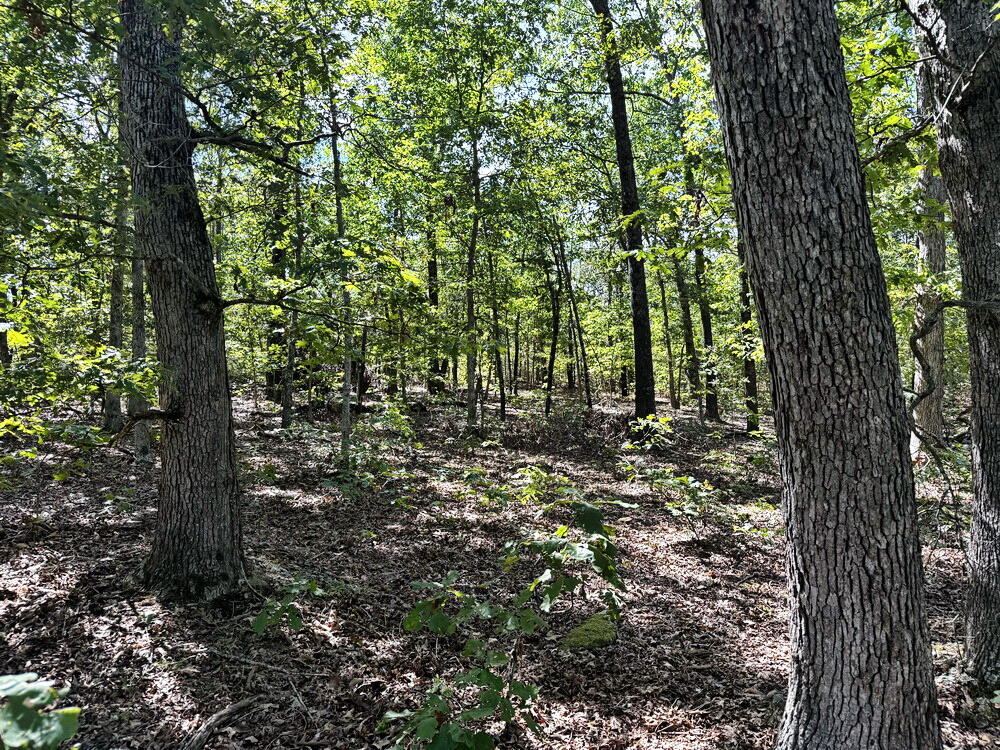 Photo 13 - Land for sale – 000 SE 1200 Road  Collins, MO