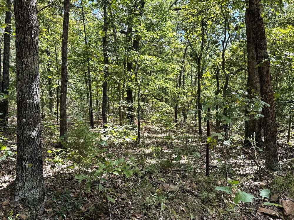 Photo 11 - Land for sale – 000 SE 1200 Road  Collins, MO