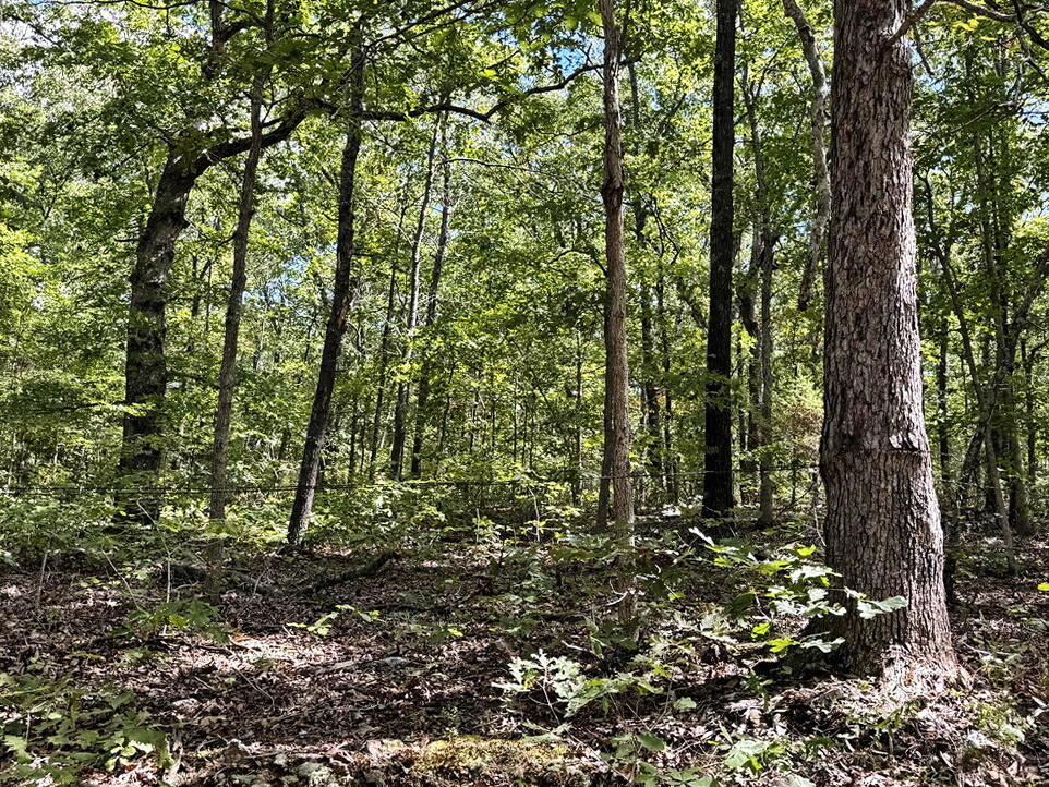 Photo 10 - Land for sale – 000 SE 1200 Road  Collins, MO