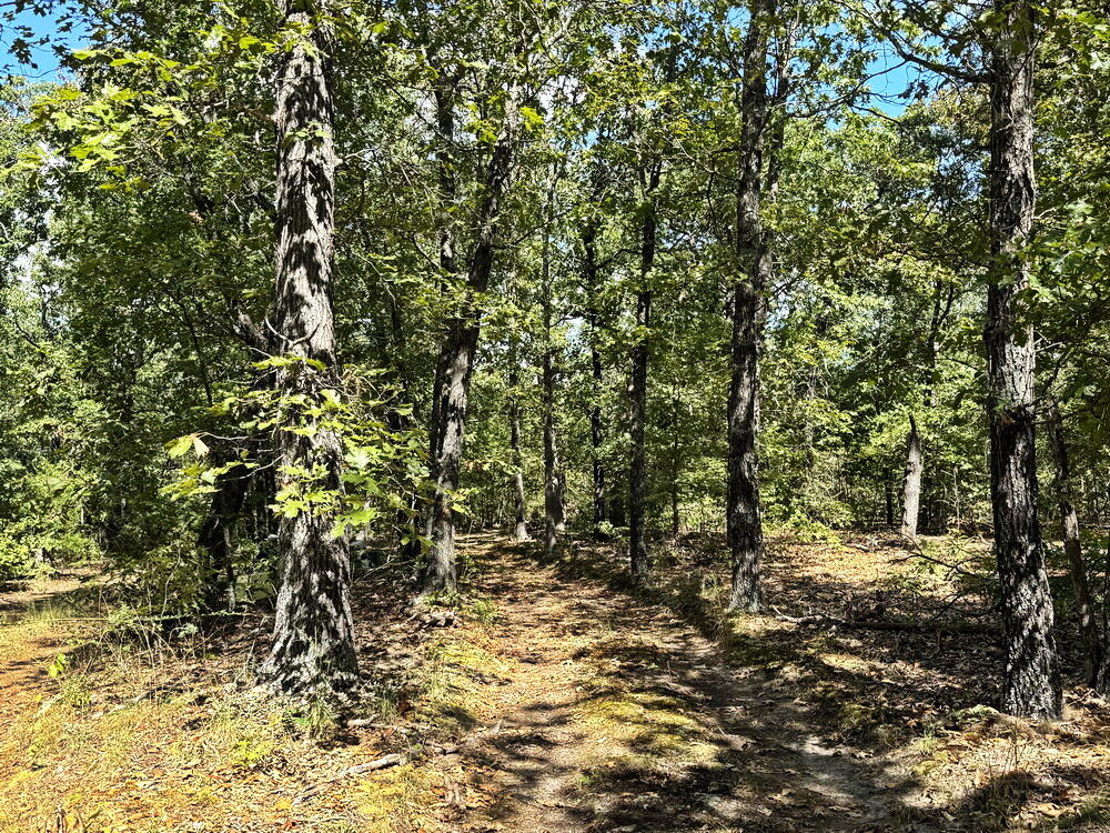Photo 18 - Land for sale – 000 SE 1200 Road  Collins, MO