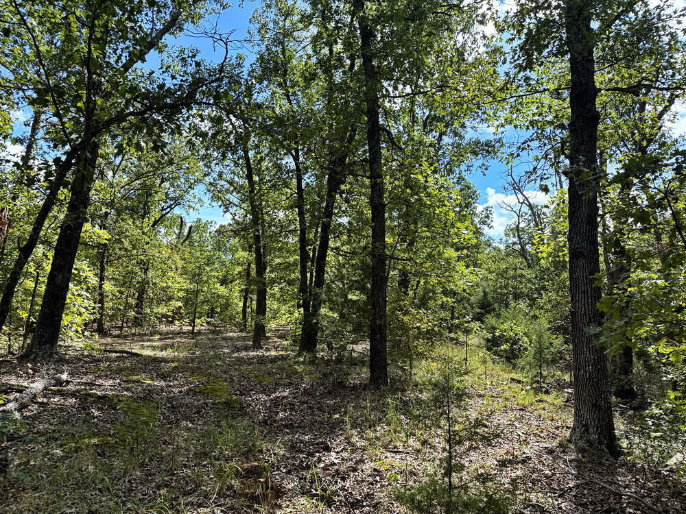 Photo 21 - Land for sale – 000 SE 1200 Road  Collins, MO