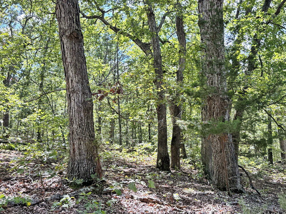 Photo 6 - Land for sale – 000 SE 1200 Road  Collins, MO