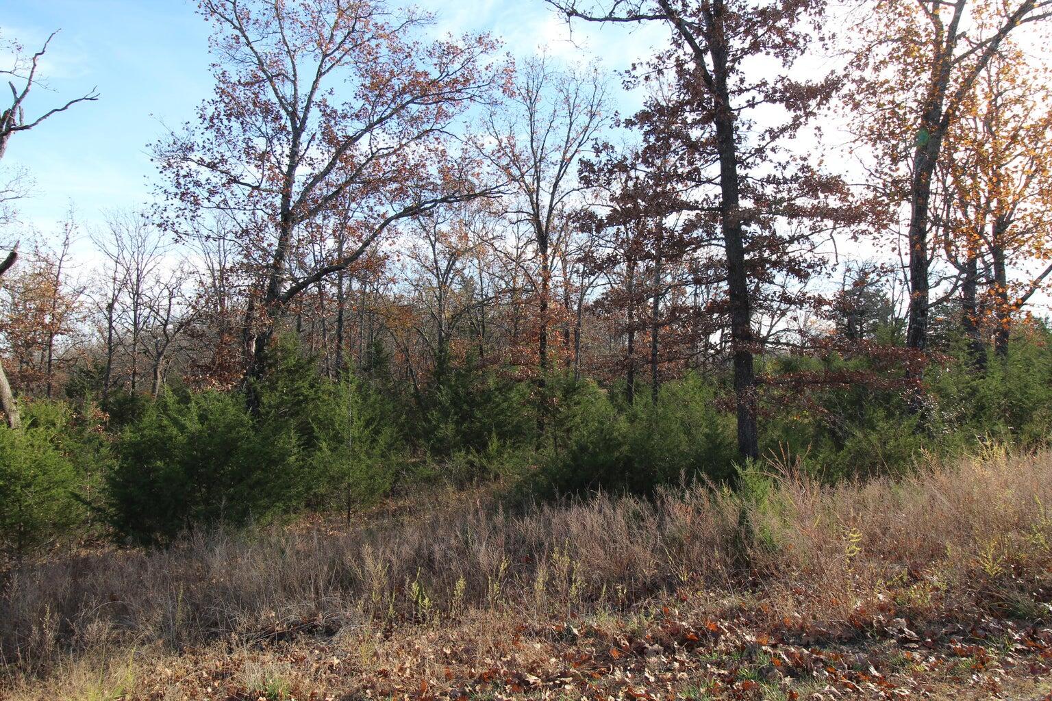 Photo 6 - Land for sale – 199  Forest Lake   Branson West, MO