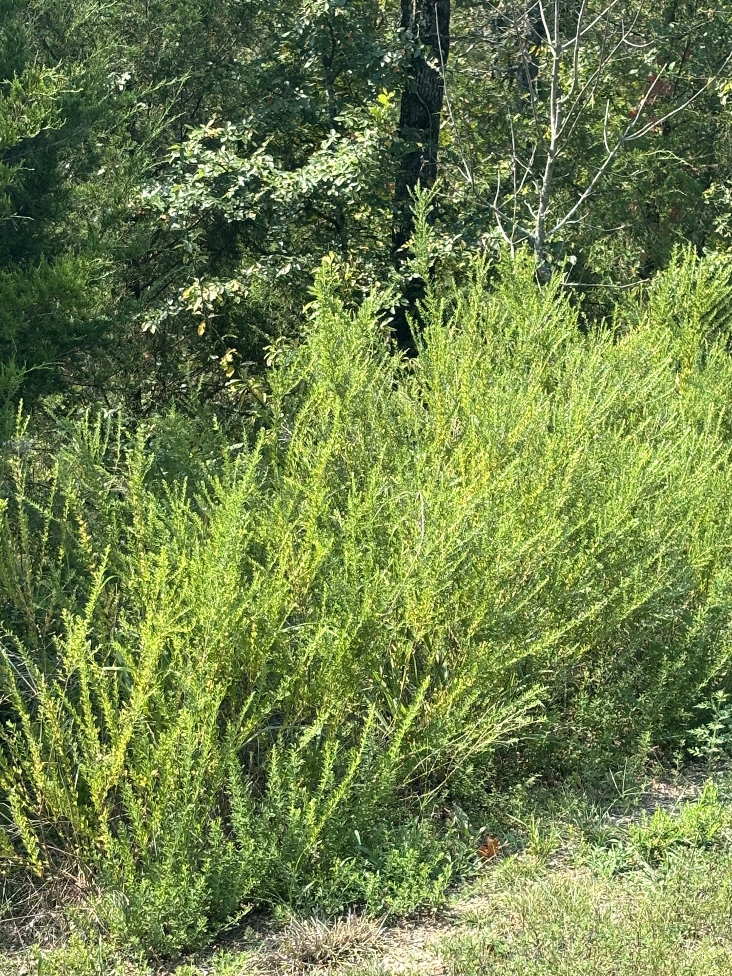 Photo 5 - Land for sale – Lot #3  Fox Hollow   Branson West, MO