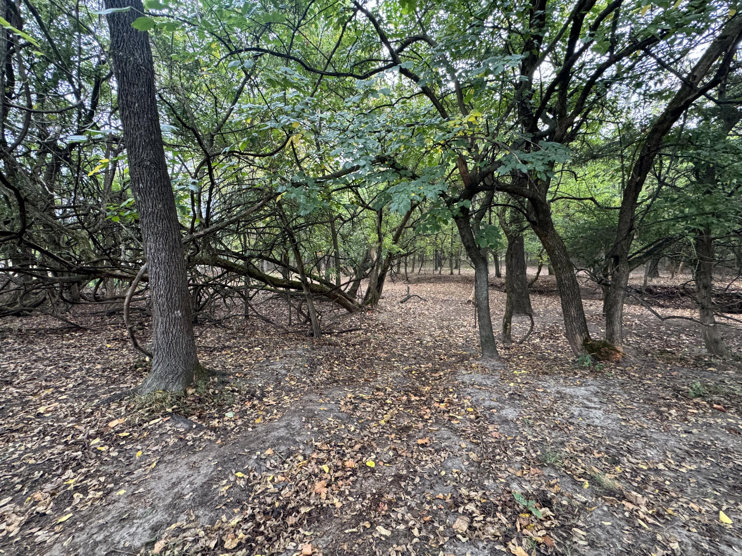 Photo 22 - Land for sale – 4452 S 70th Road  Bolivar, MO