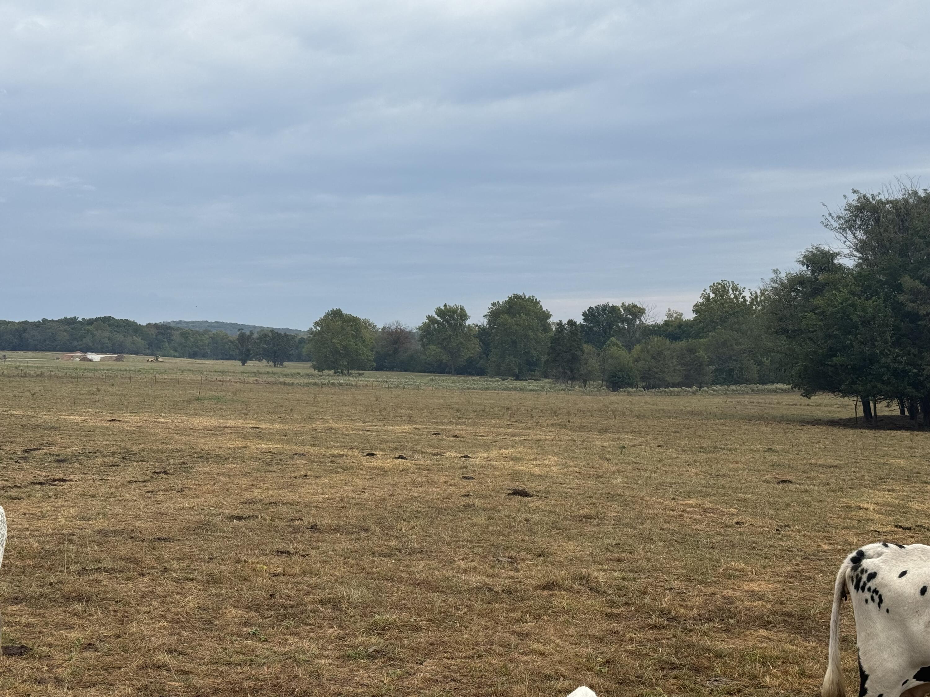 Photo 13 - Land for sale – 4452 S 70th Road  Bolivar, MO