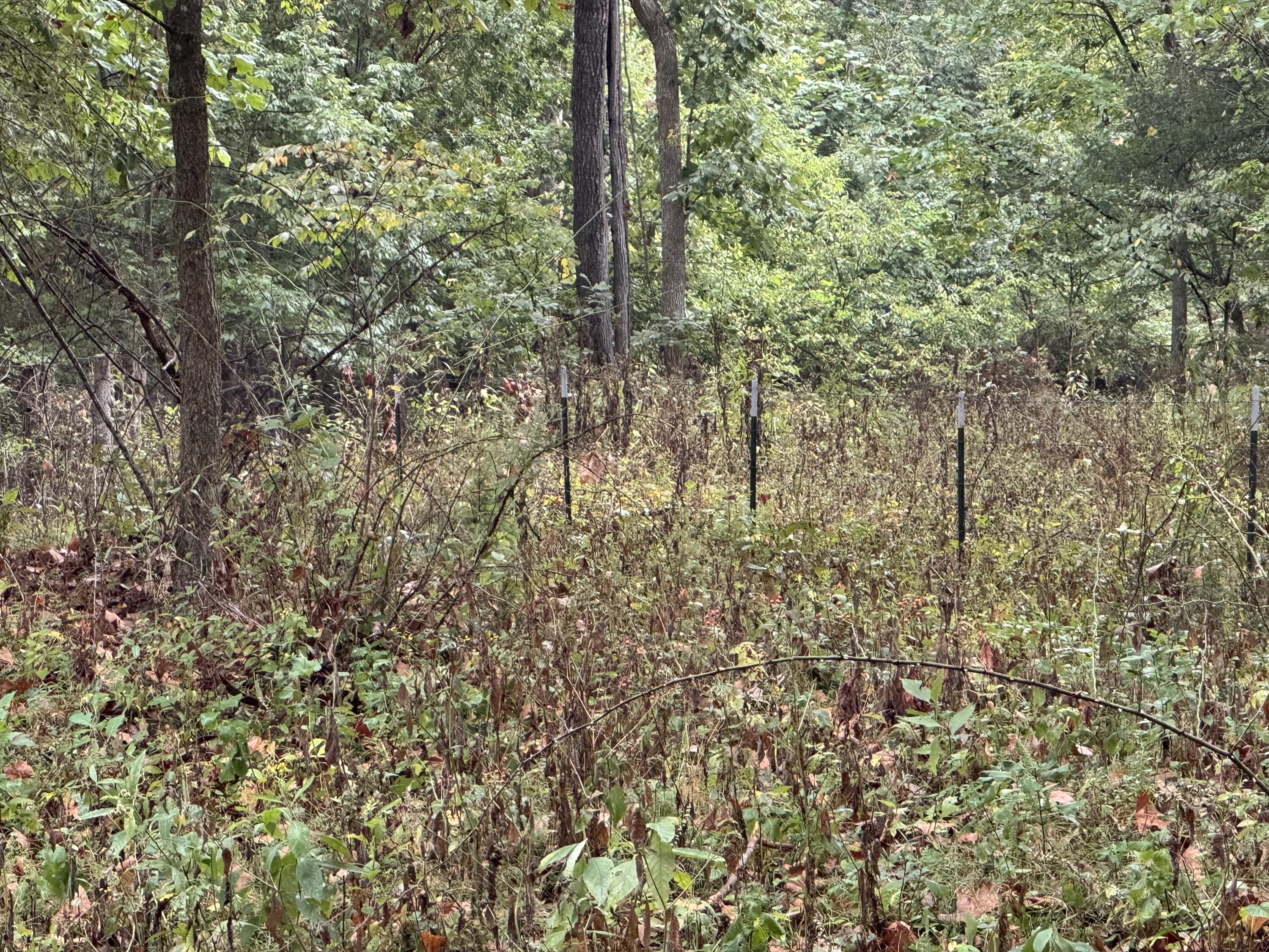 Photo 30 - Land for sale – 4452 S 70th Road  Bolivar, MO