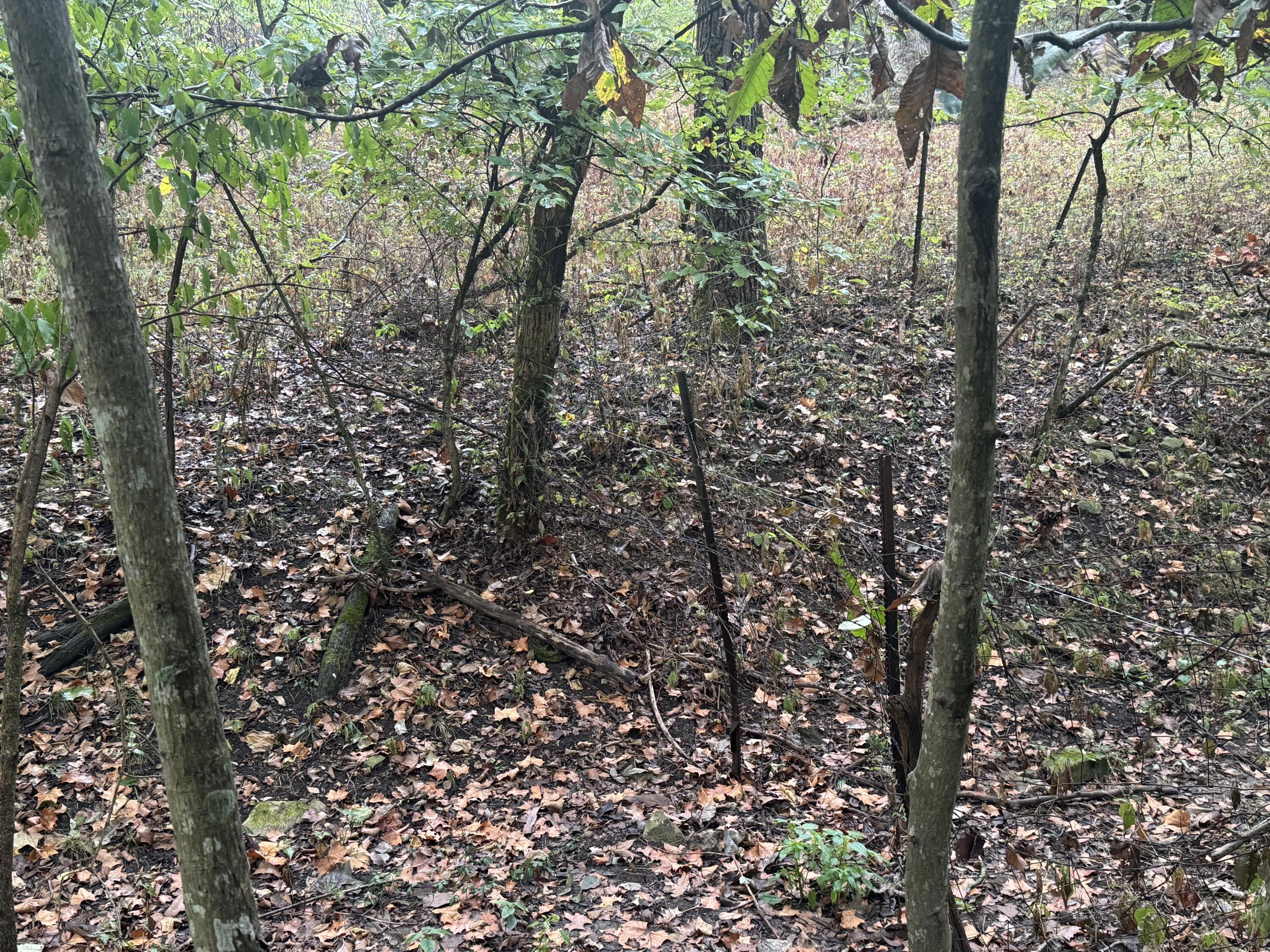 Photo 26 - Land for sale – 4452 S 70th Road  Bolivar, MO