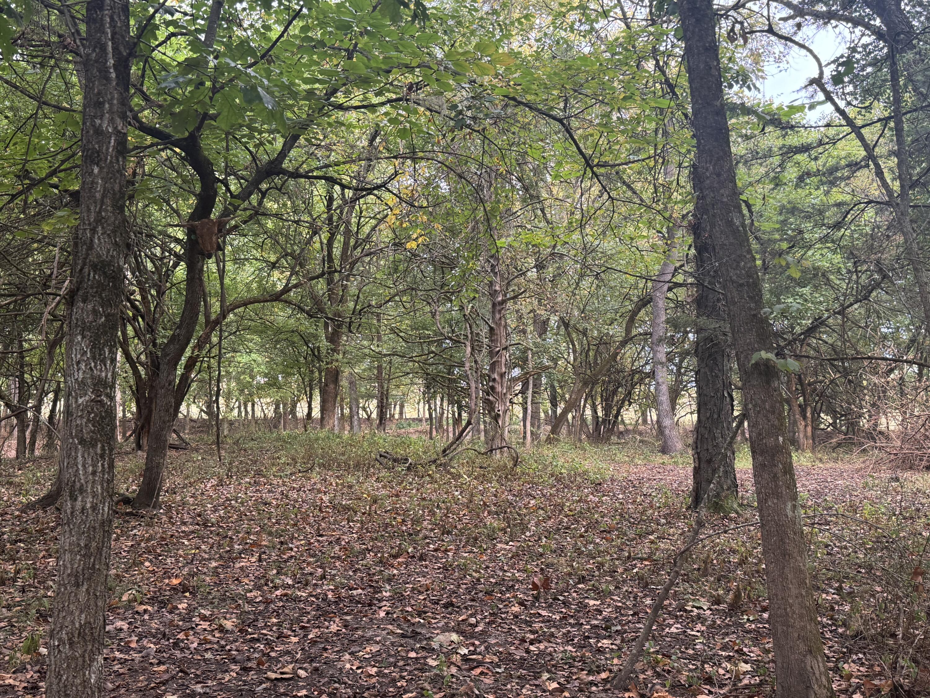 Photo 29 - Land for sale – 4452 S 70th Road  Bolivar, MO